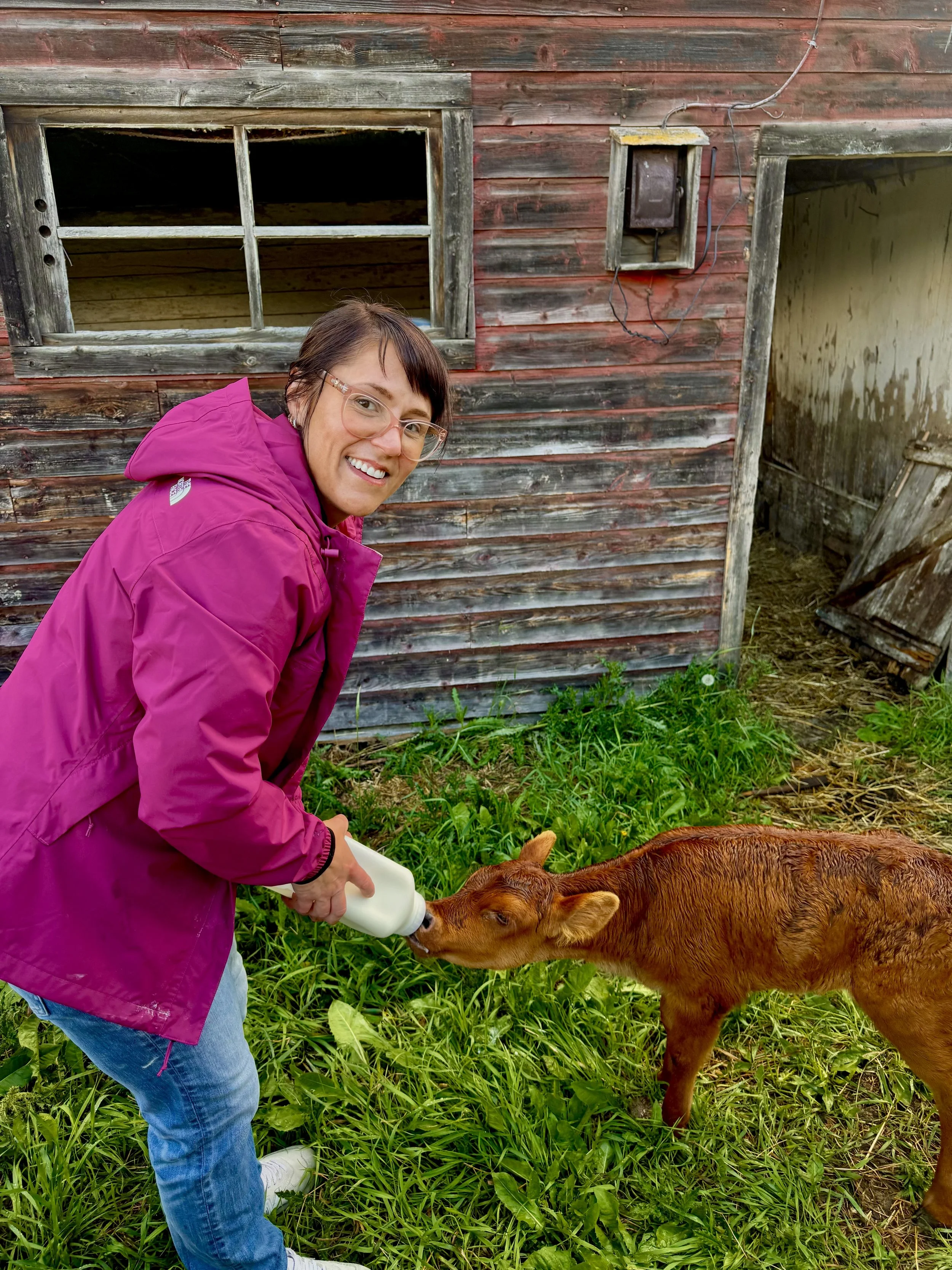 Shanda Kaus RN, the Author of the Cultivated Intuit in a magenta jacket feeding a calf with a bottle outside a weathered wooden barn.