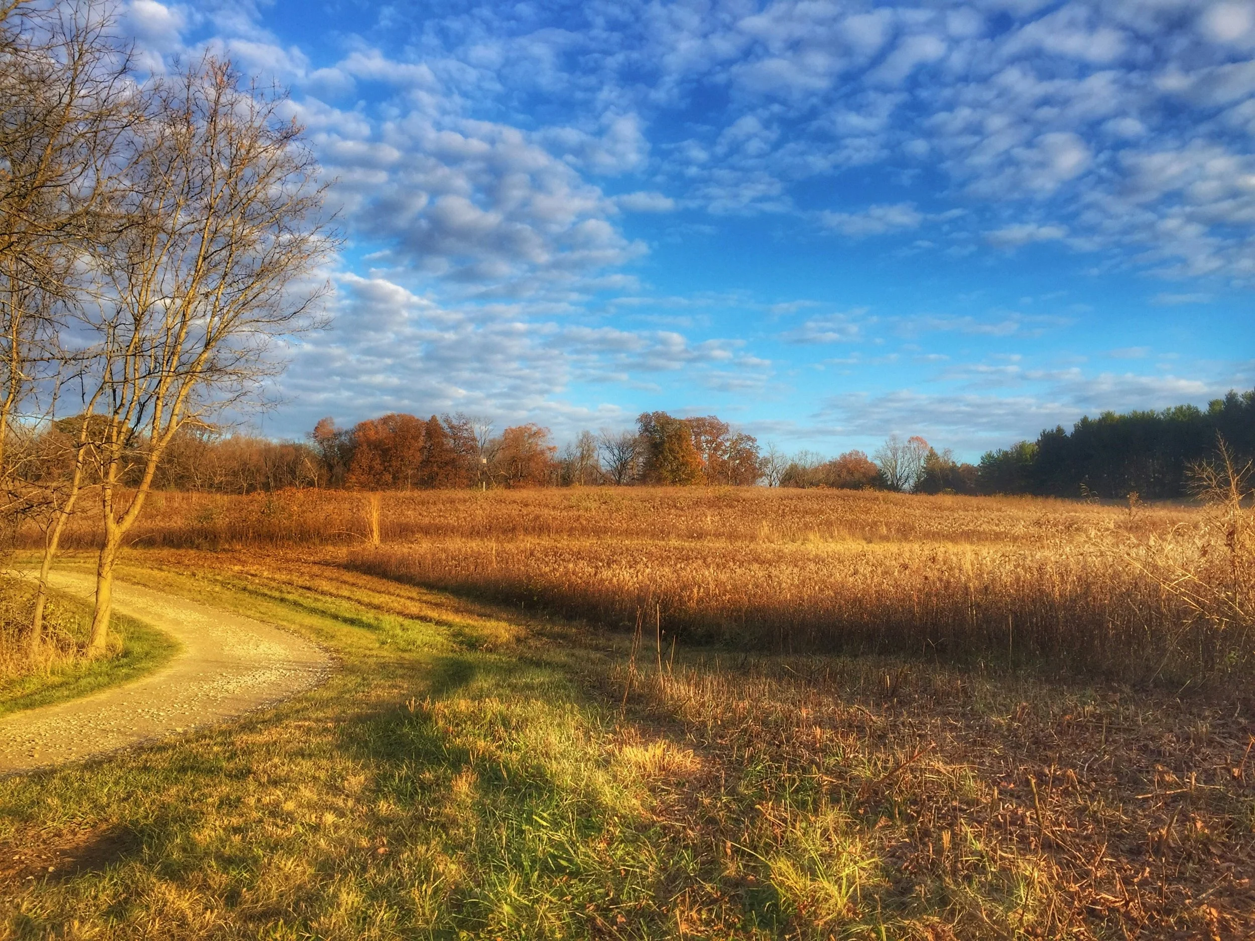 ohio-background - 5.jpg