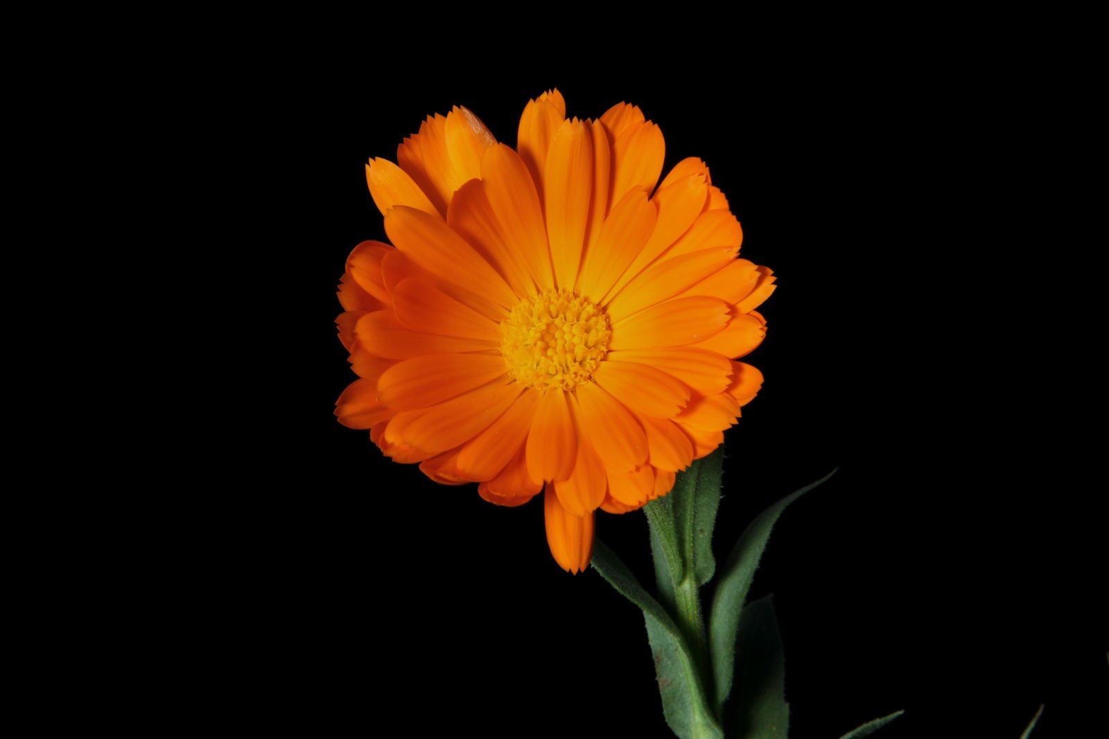 calendula.jpg