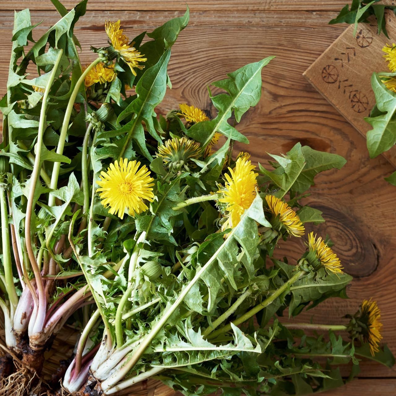 Dandelion__66808.jpg