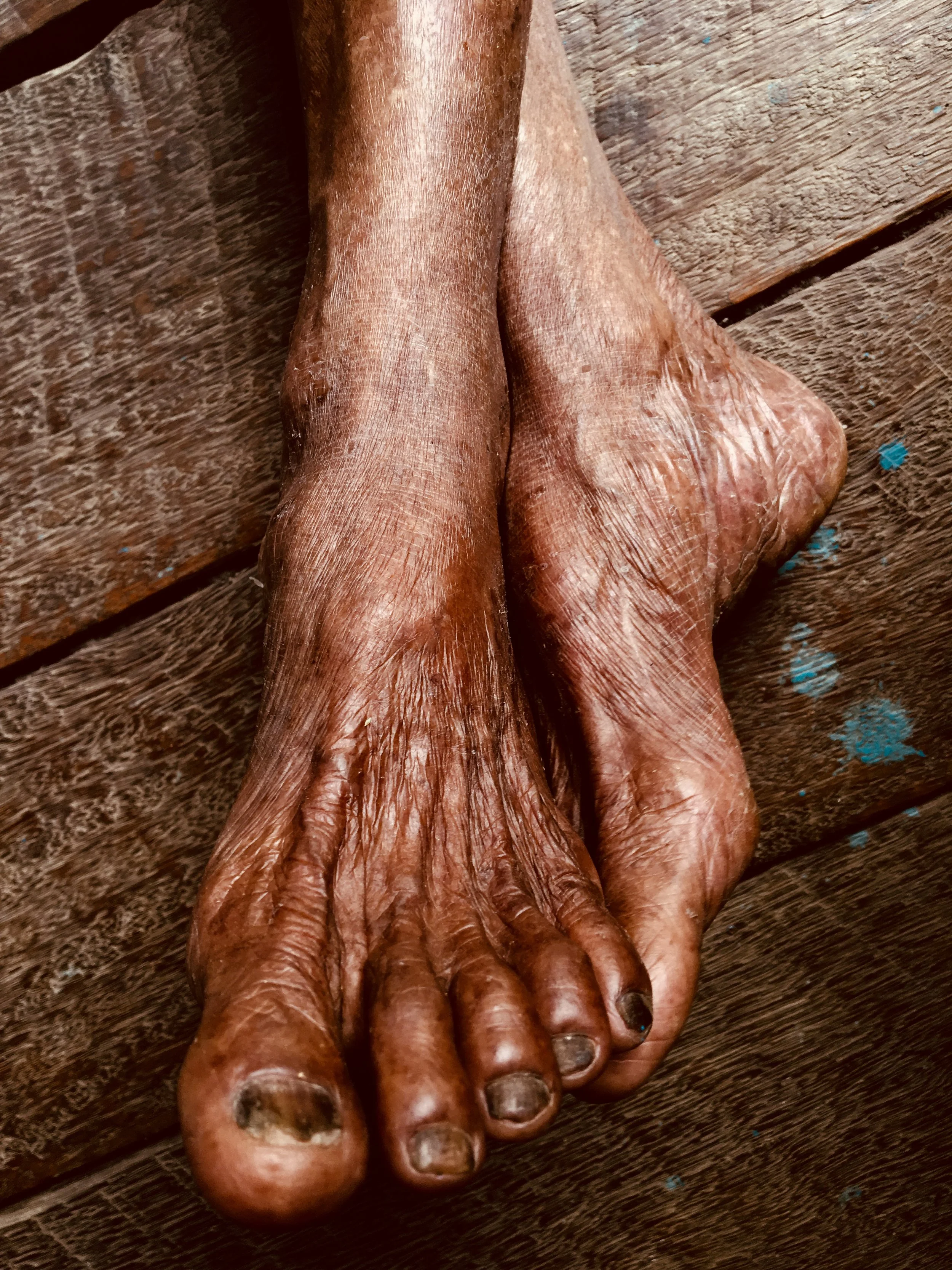 Samauma, arvore antiga da Amazonia, 2019..jpg