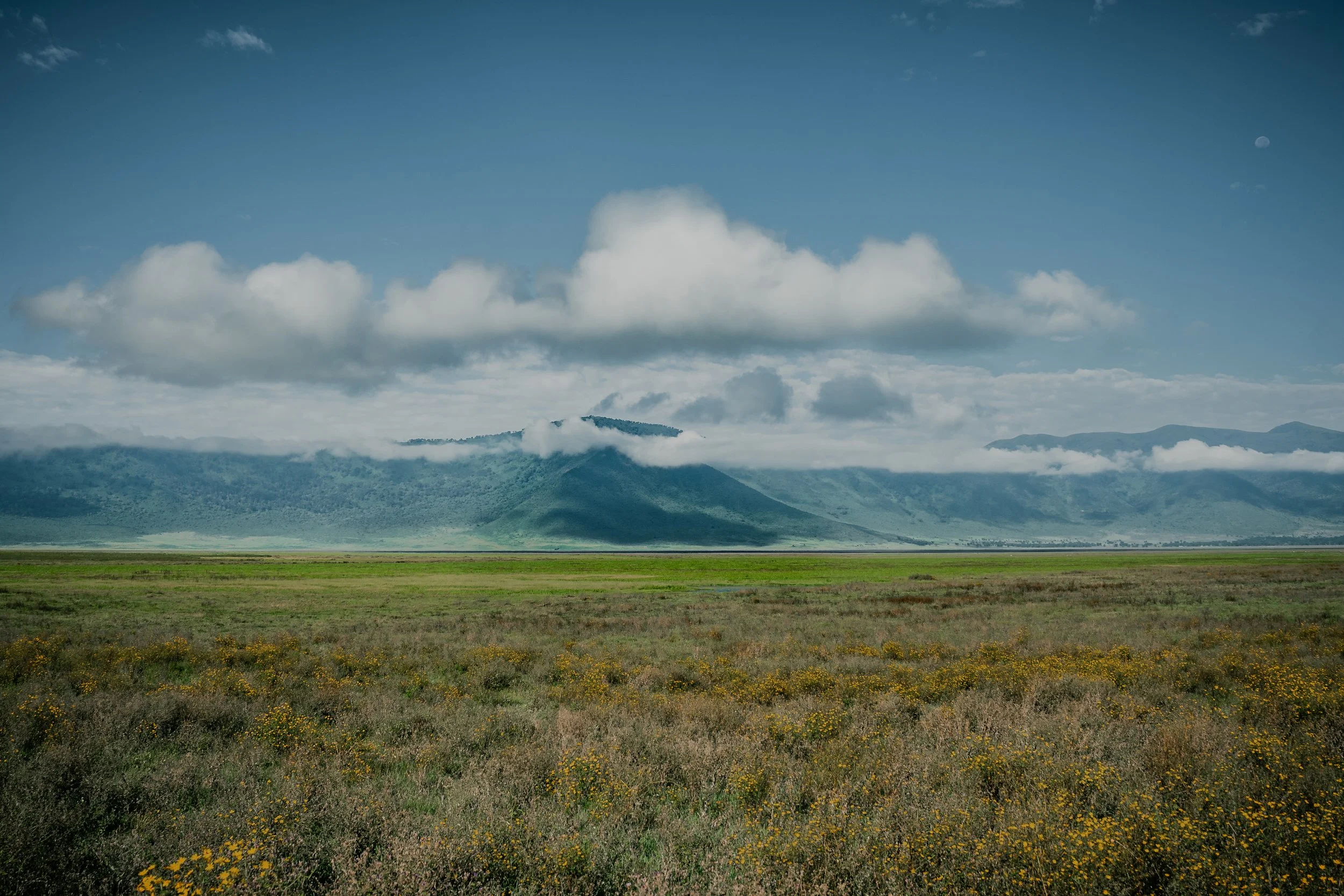 Safari full page study