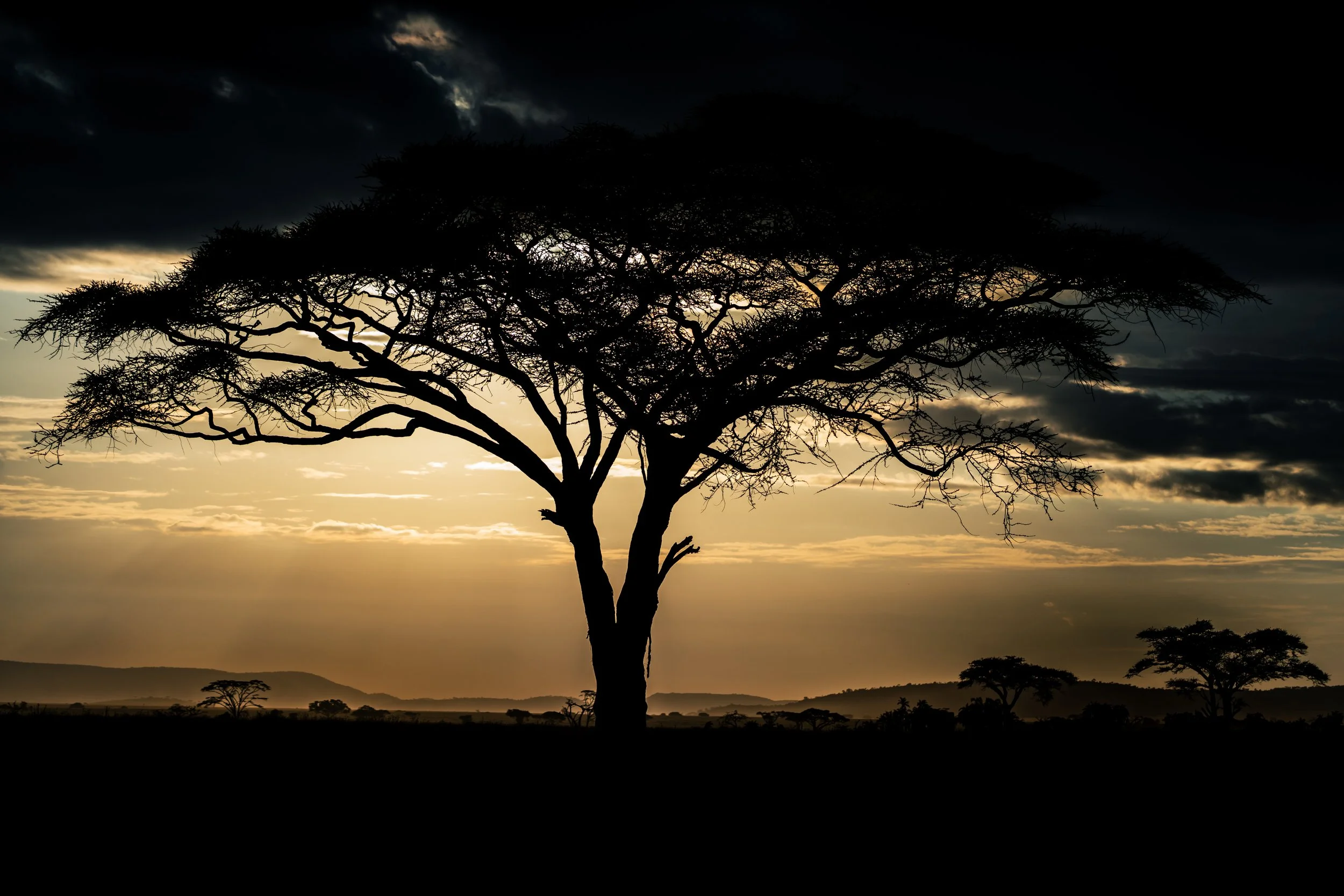 Safari tree silhouette