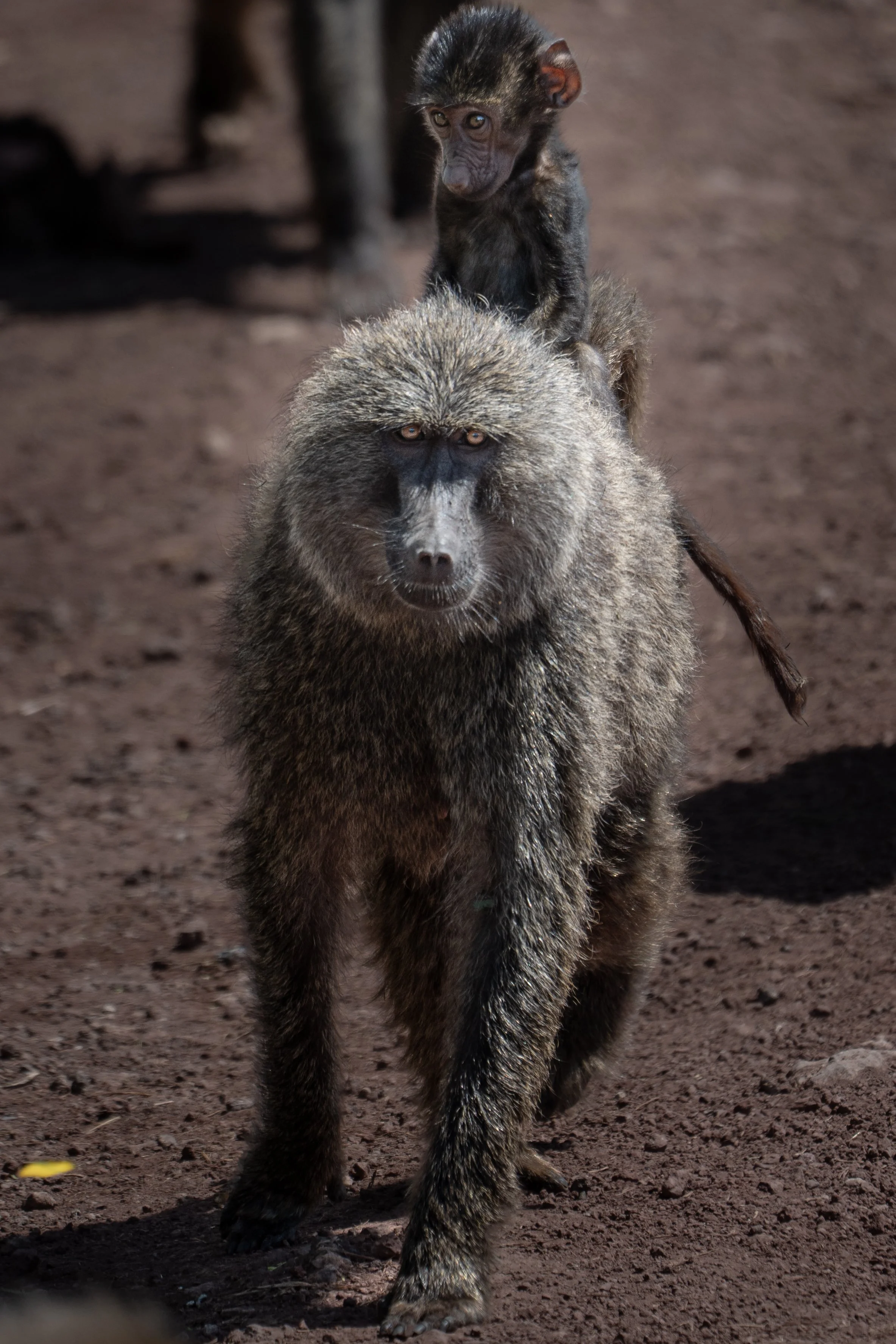 Safari final portrait