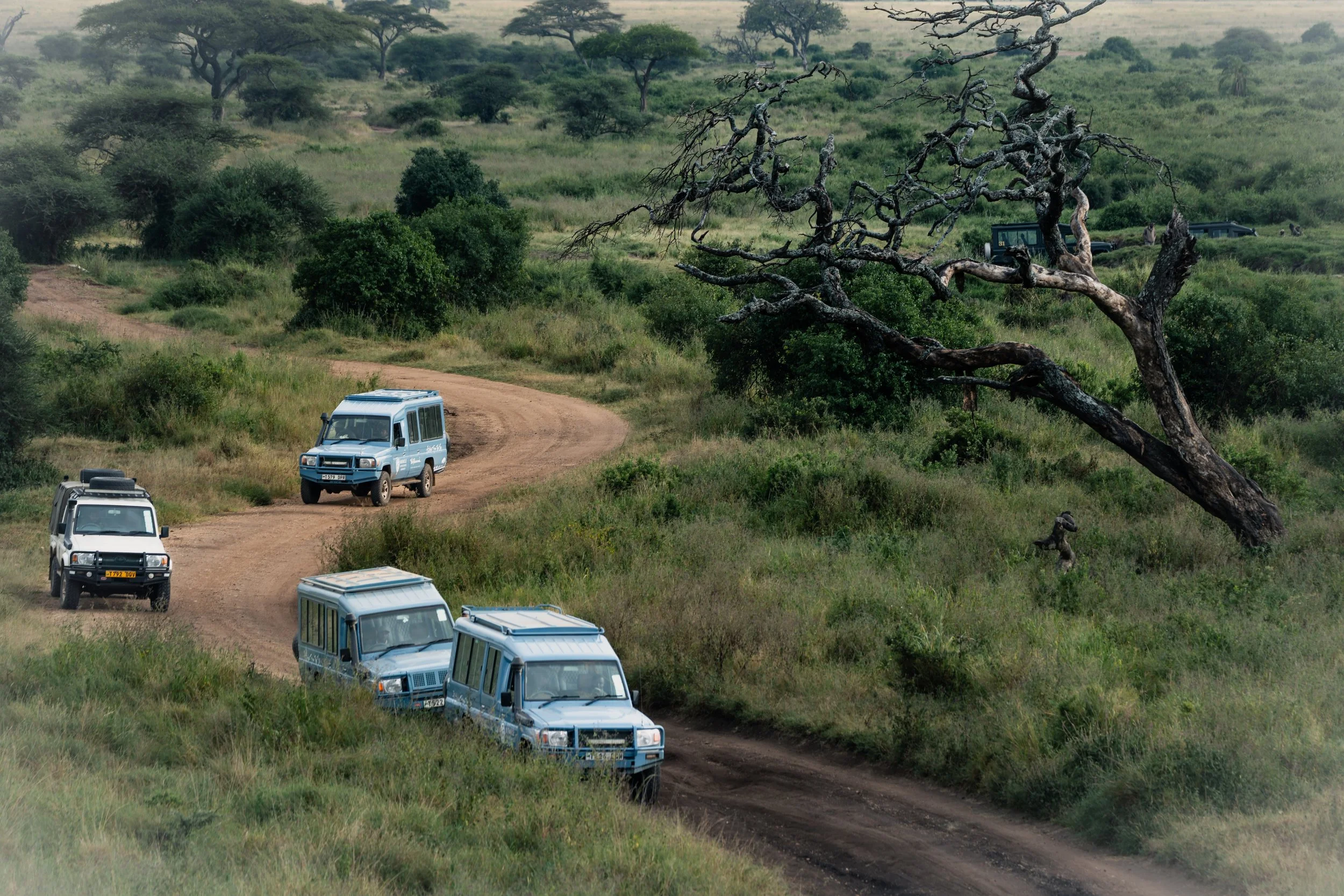 Safari opening full bleed