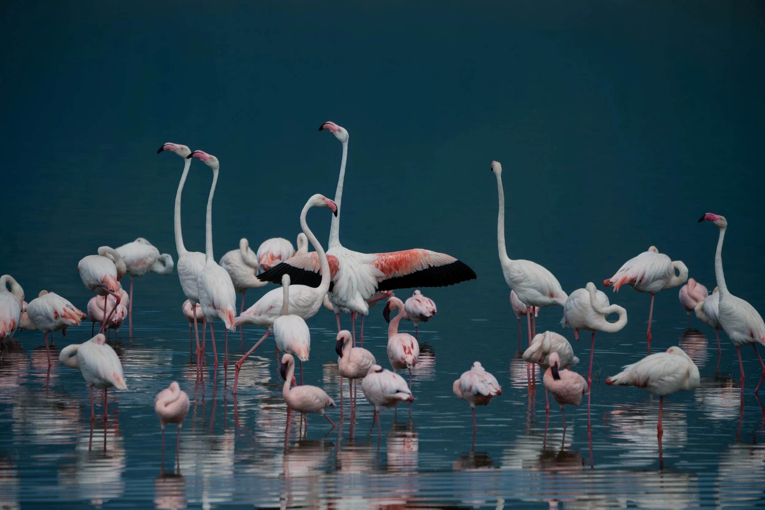 Safari flamingos at dusk