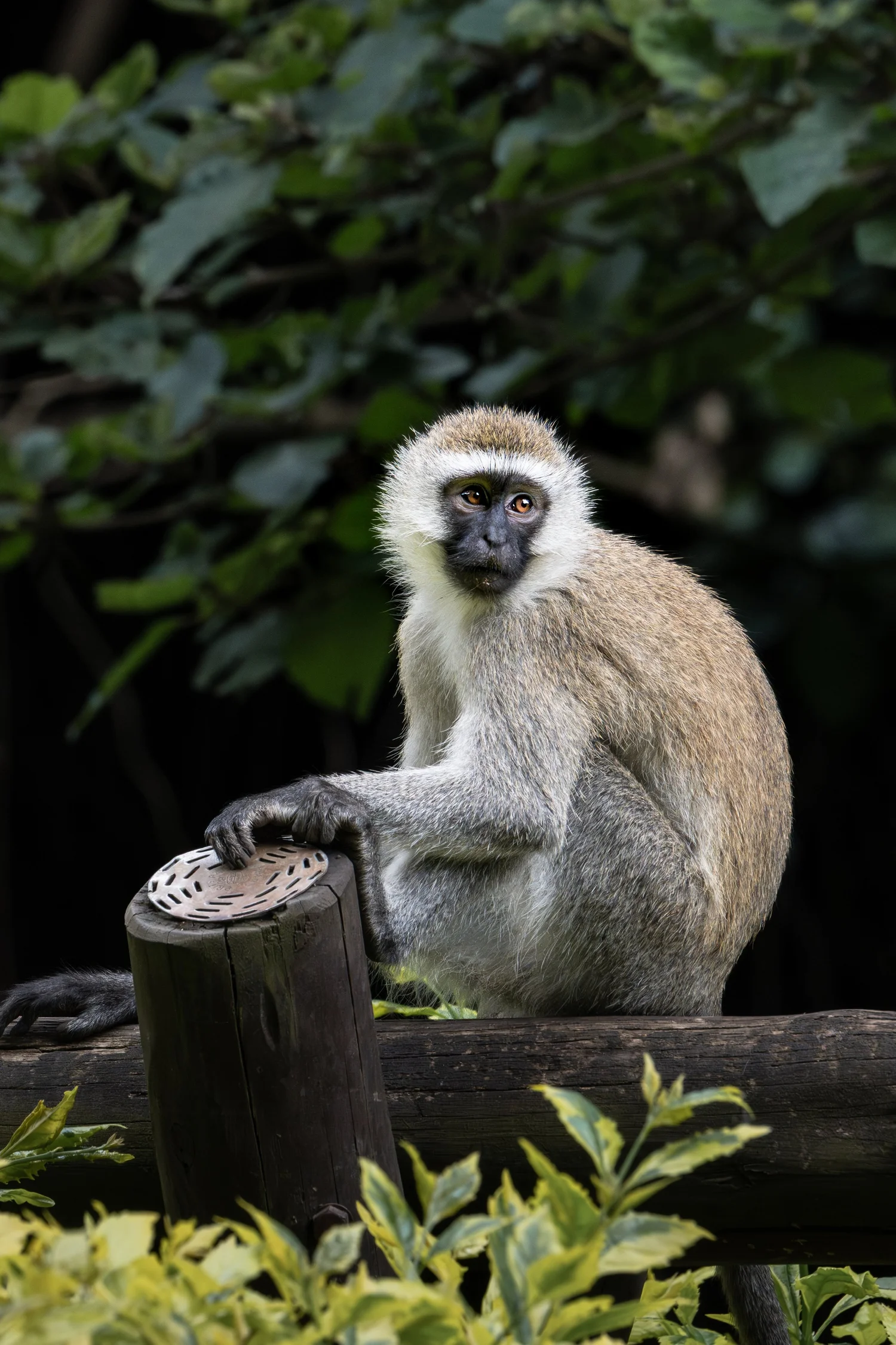 Monkey sitting on a wooden railing against green foliage