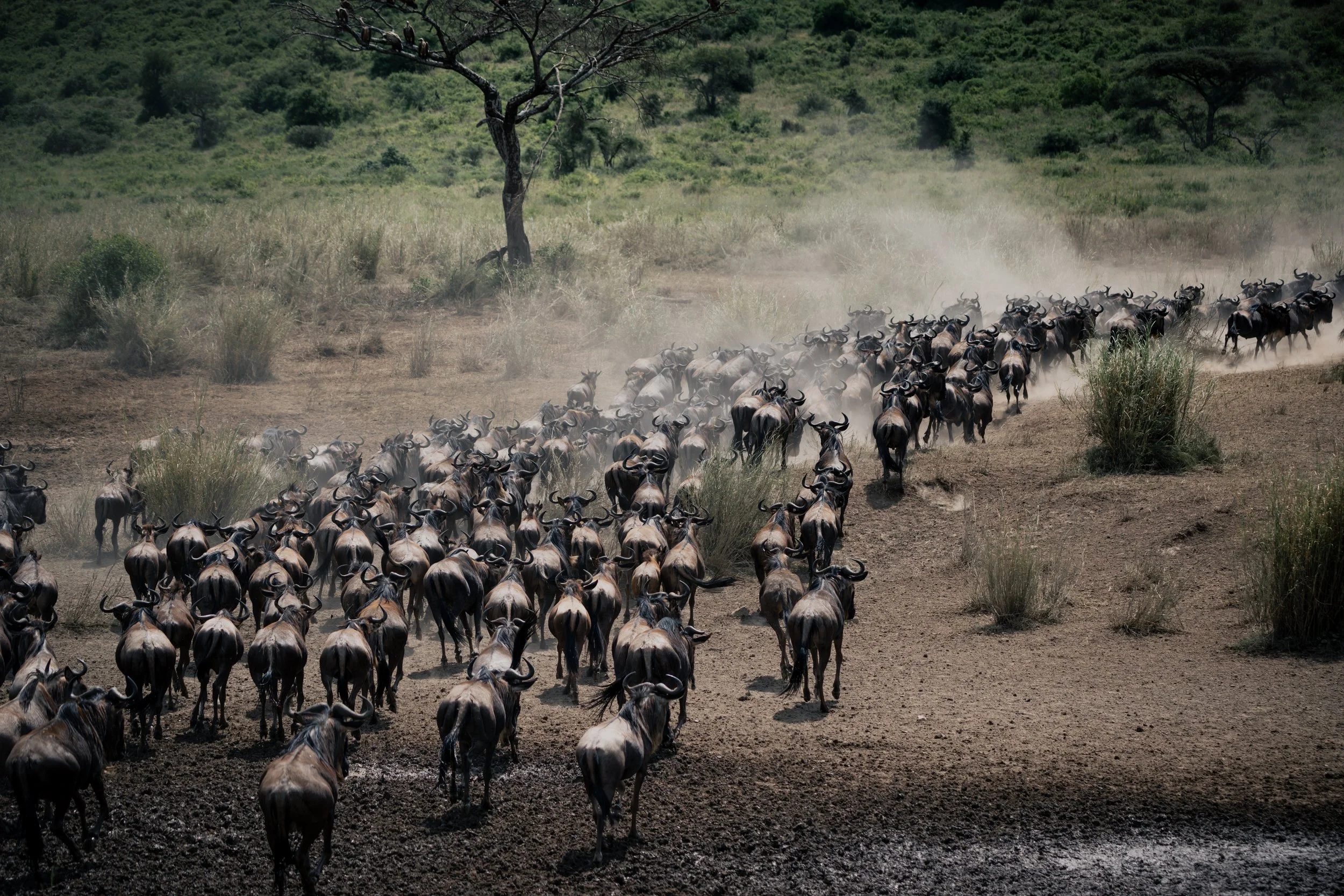 Safari wildebeest