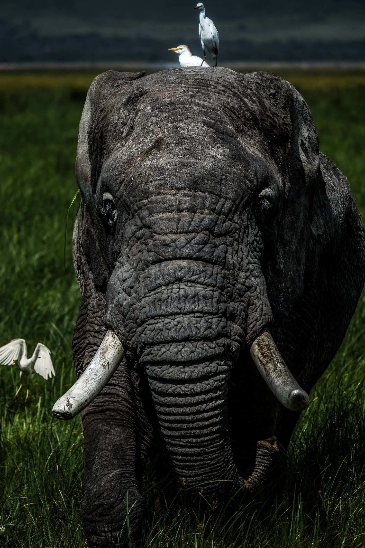 African elephant photograph used for the puzzle