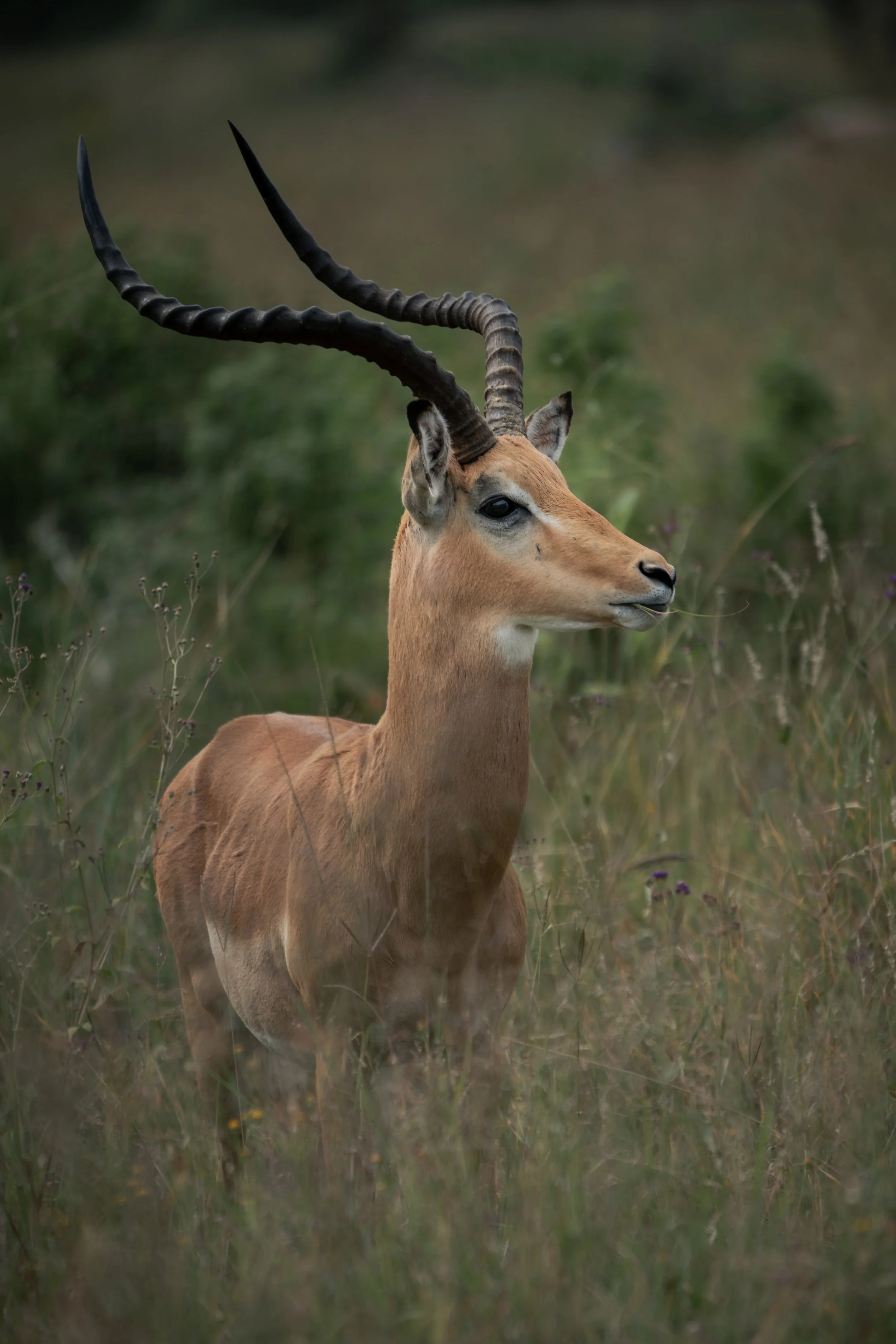 Safari wildlife right frame