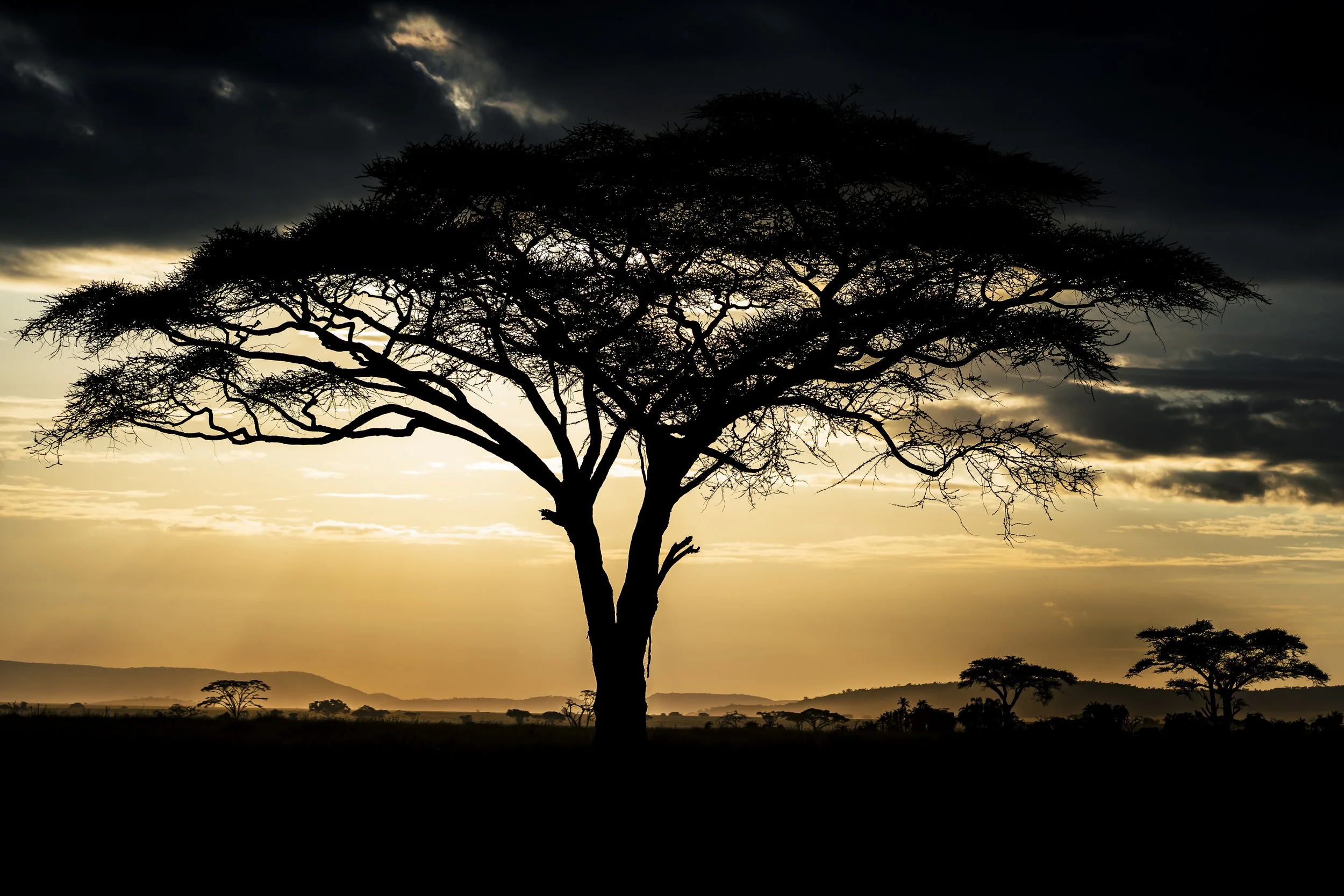 Safari-14.jpg