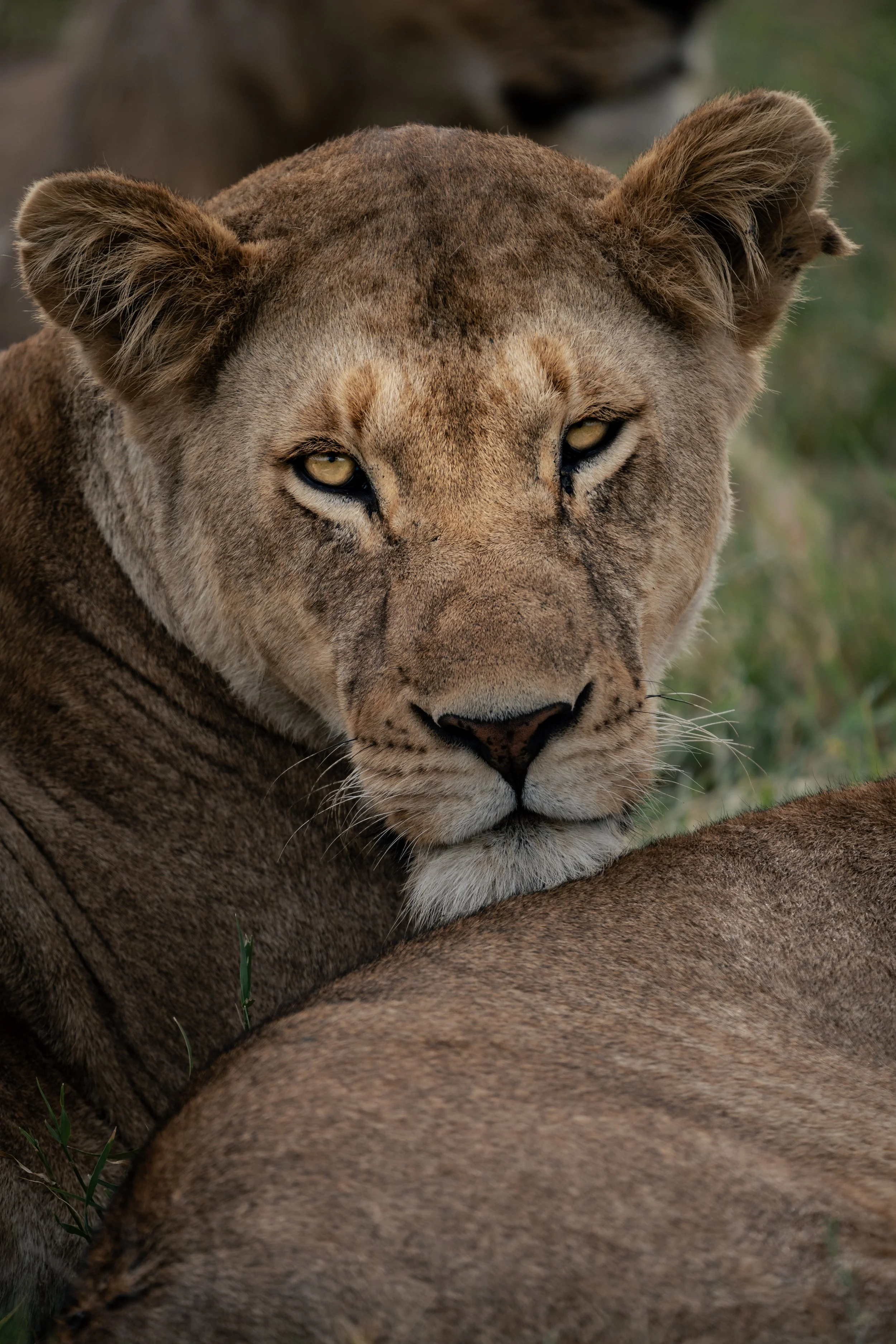 Safari wildlife left frame