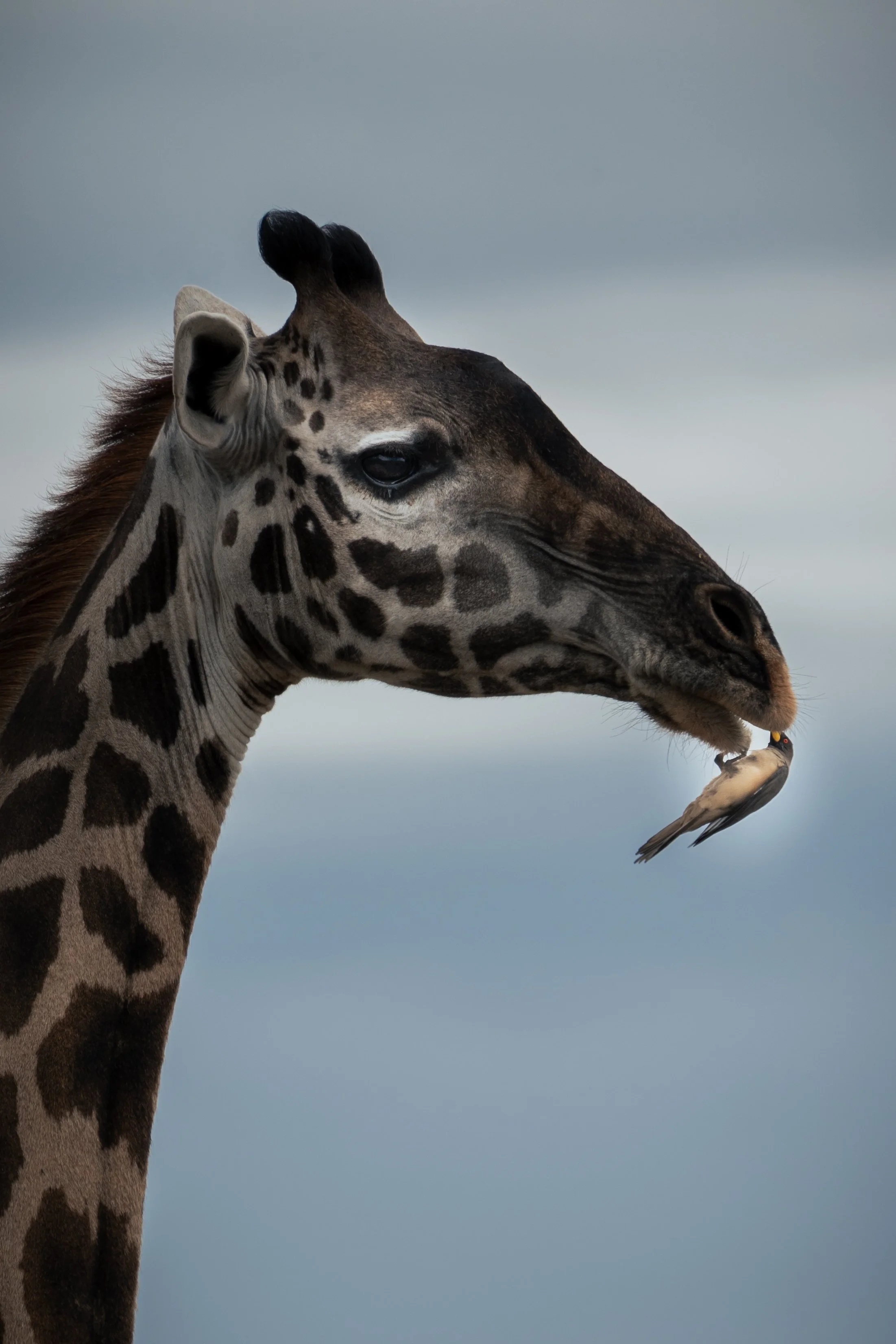 Safari stillness side by side