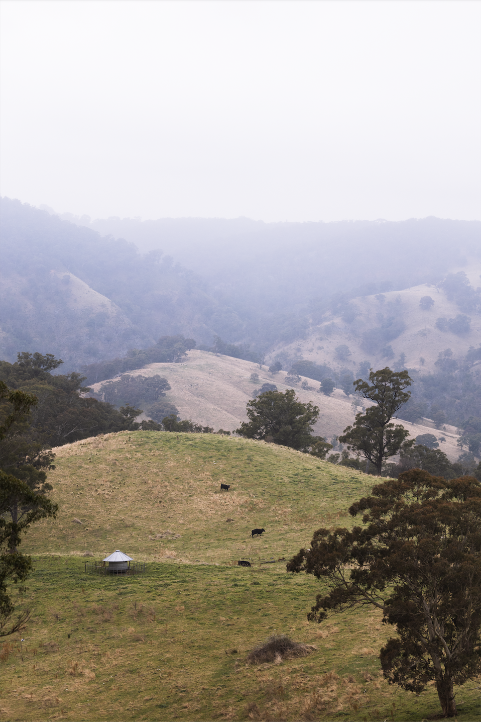 Rolling Hills in Hartley NSW with cows