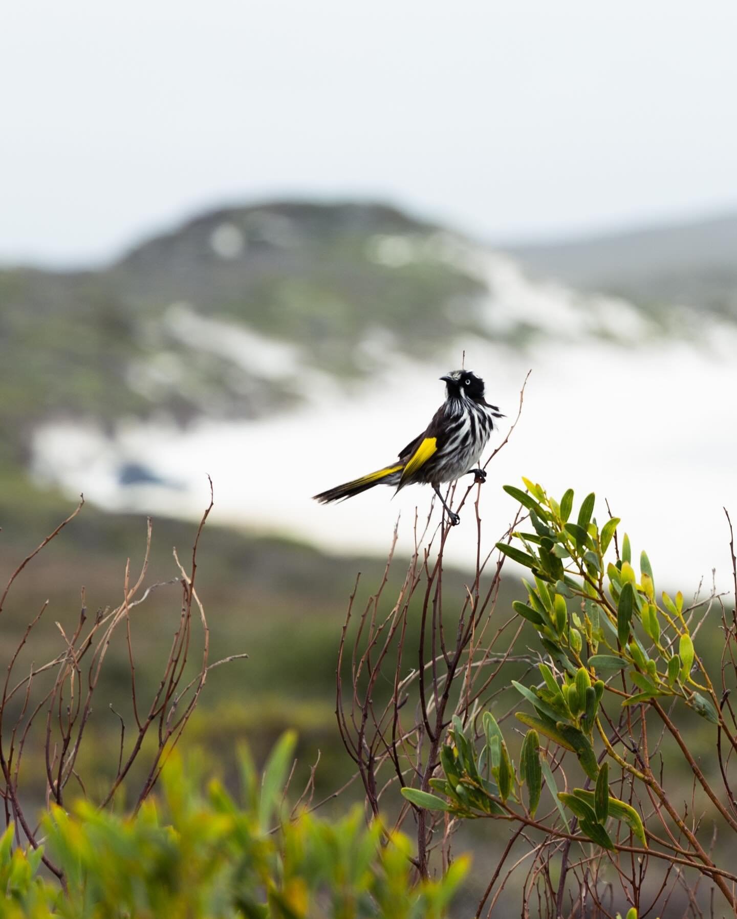 Took so many shots of flora and fauna while away they get a full spread 🙌🏼🌸 not sure what&rsquo;s harder to capture, birds or kids&hellip;

#birdphotography #australiannative