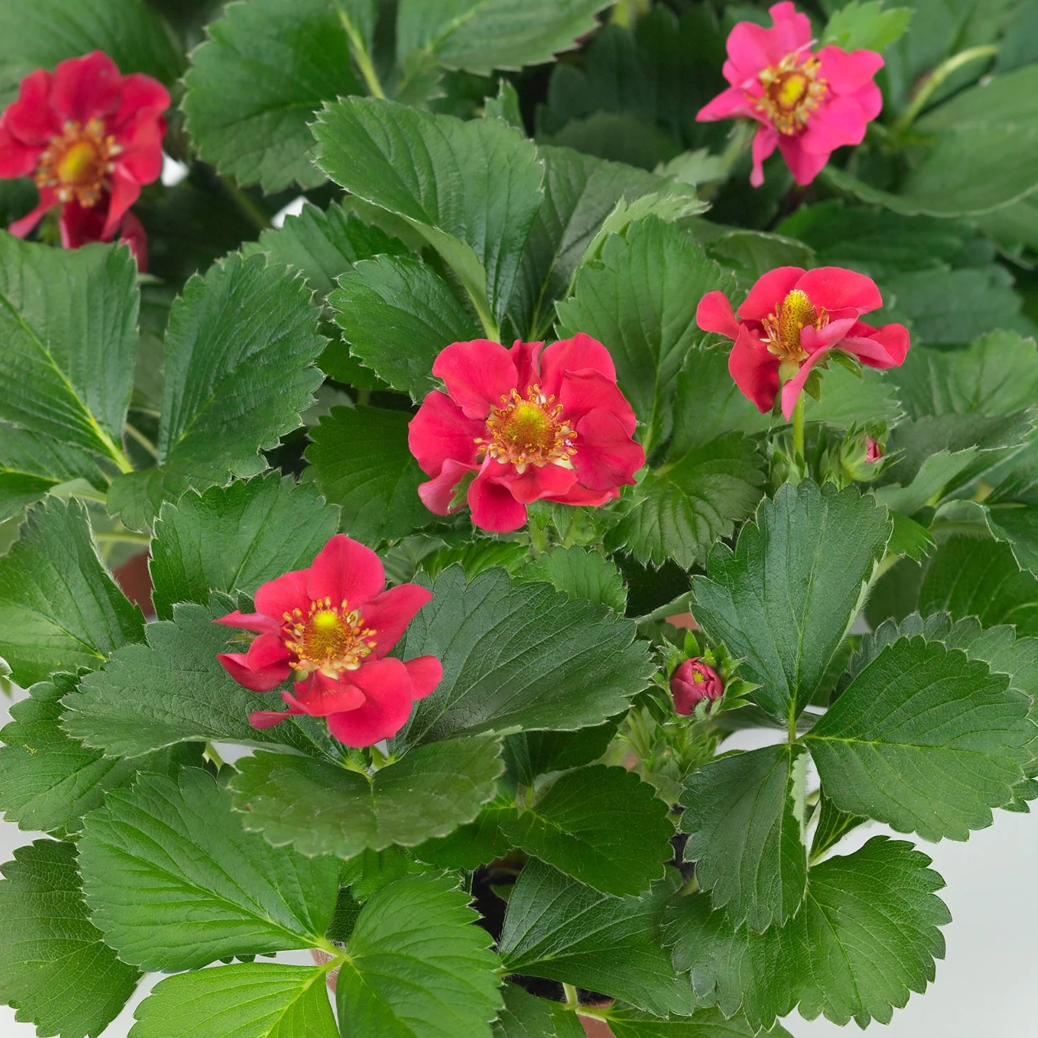 Strawberry Tristan flower.jpg