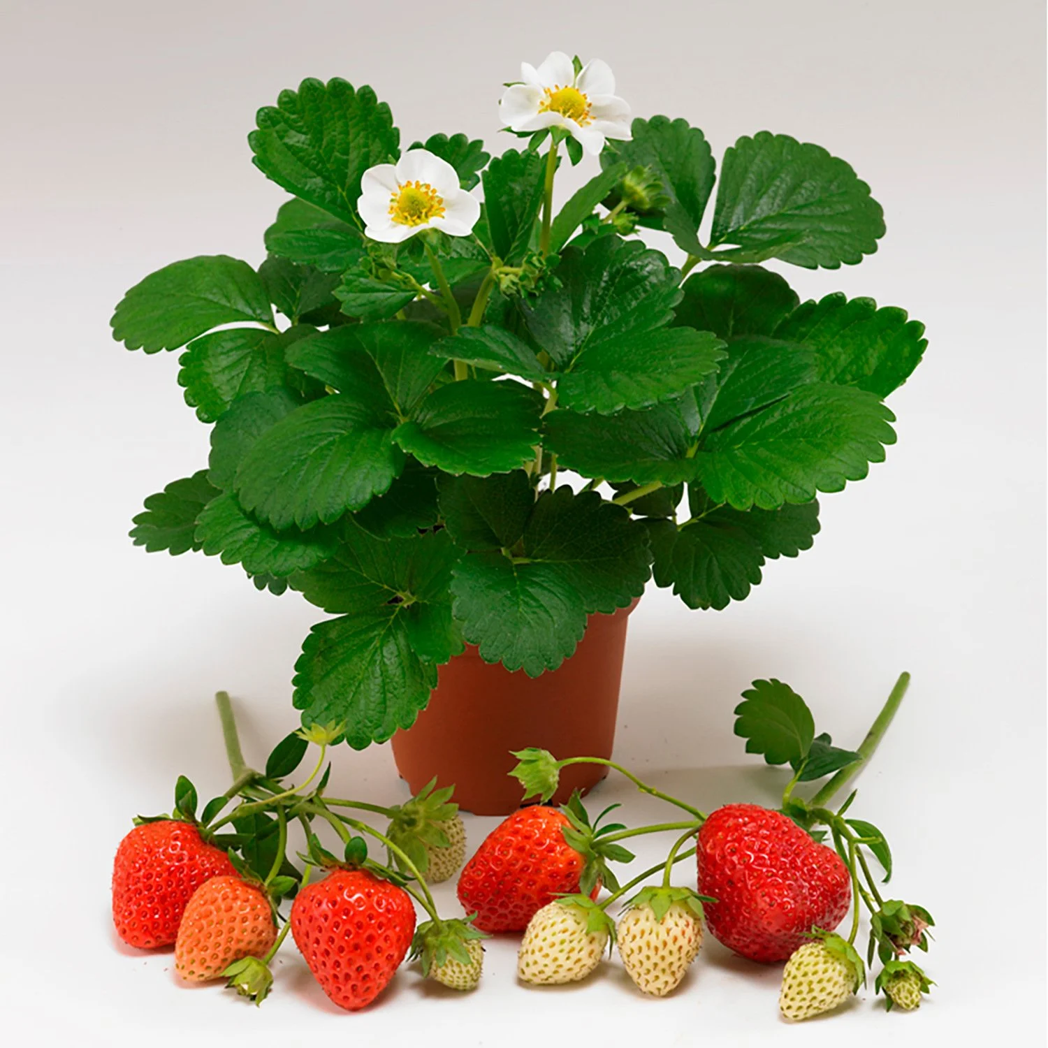 Strawberry Loran in single pot and fruit.jpg