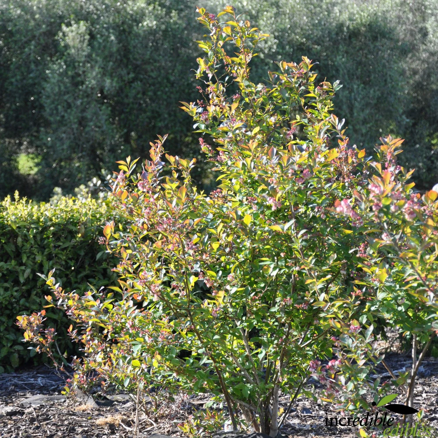Blueberry Blue Dawn plant.jpg