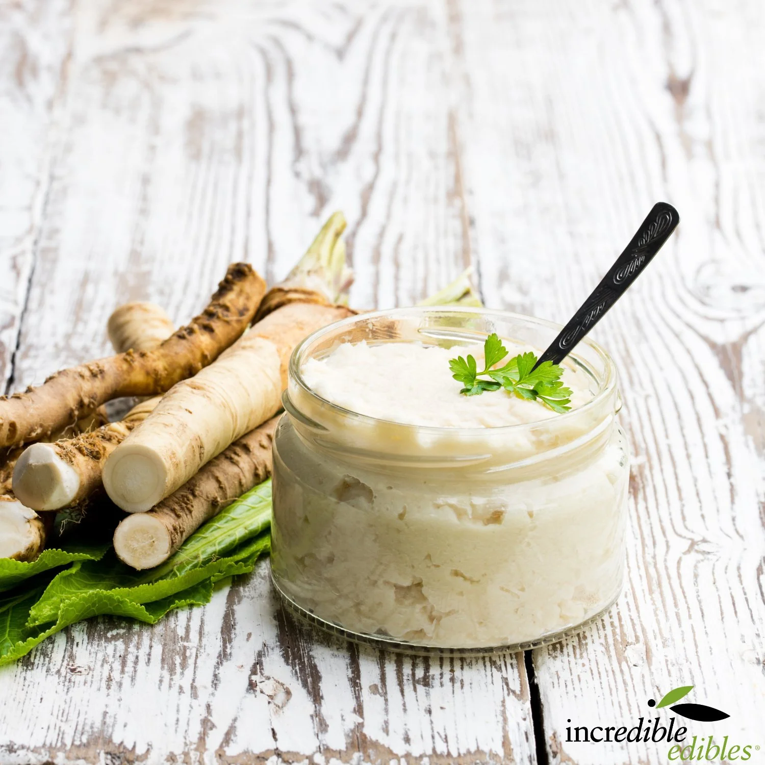 Horseradish paste in jar and roots.jpg