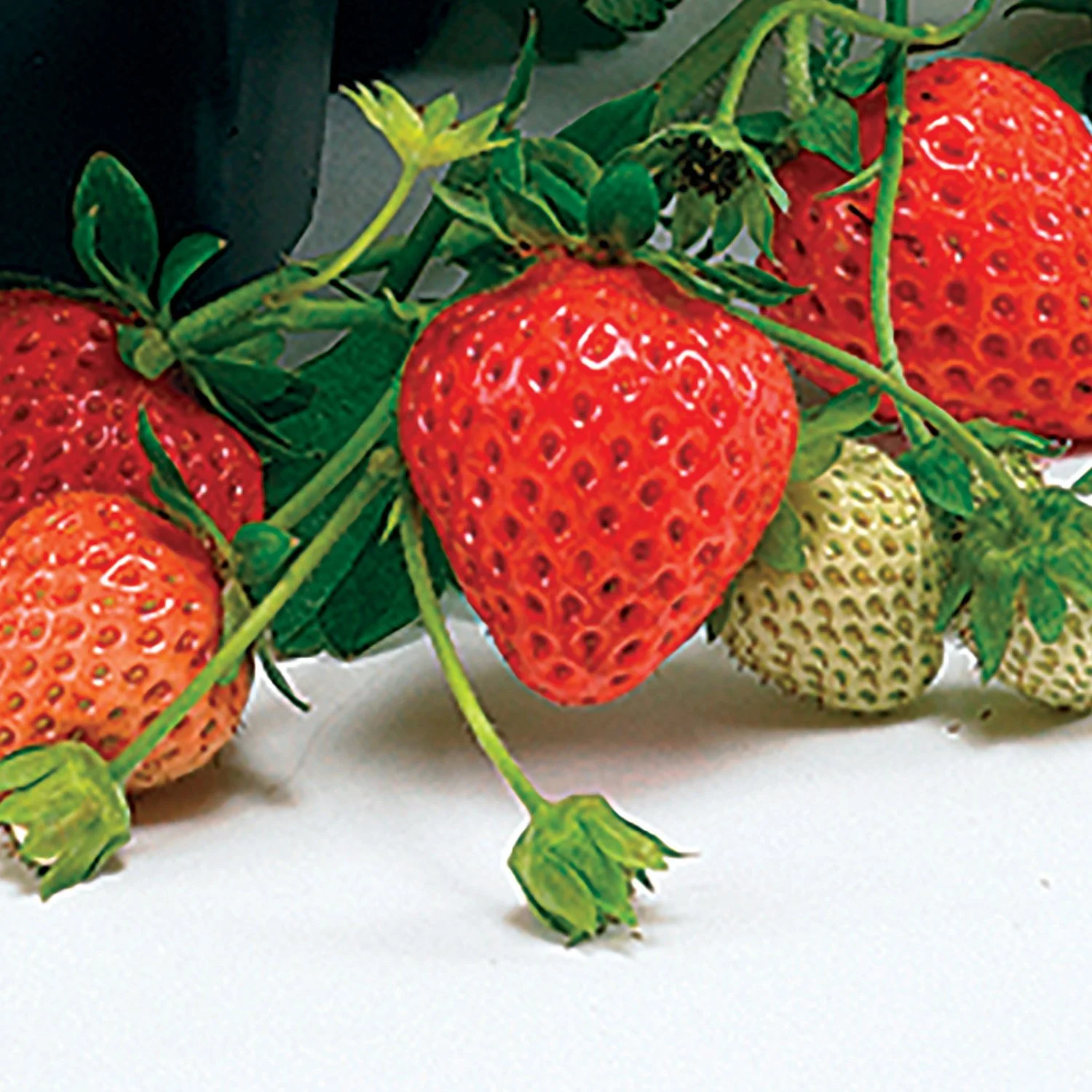 Strawberry Loran fruit closeup.jpg