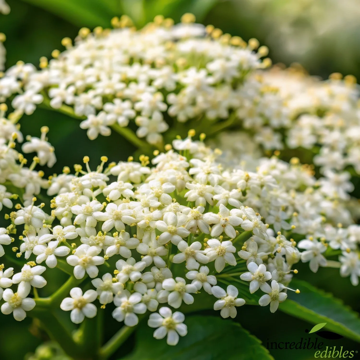 Elderberry flowers close.jpg