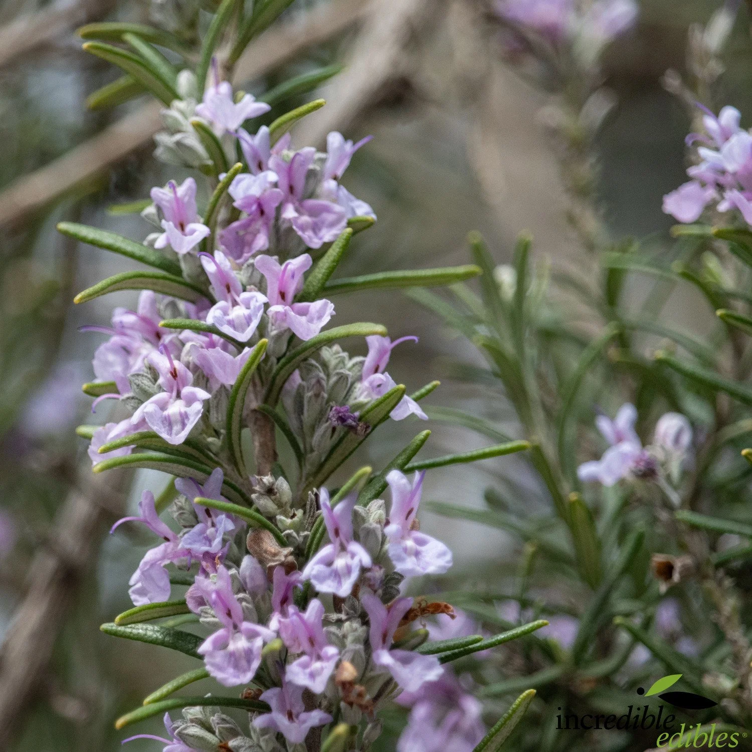 Rosemary Pink flower.jpg