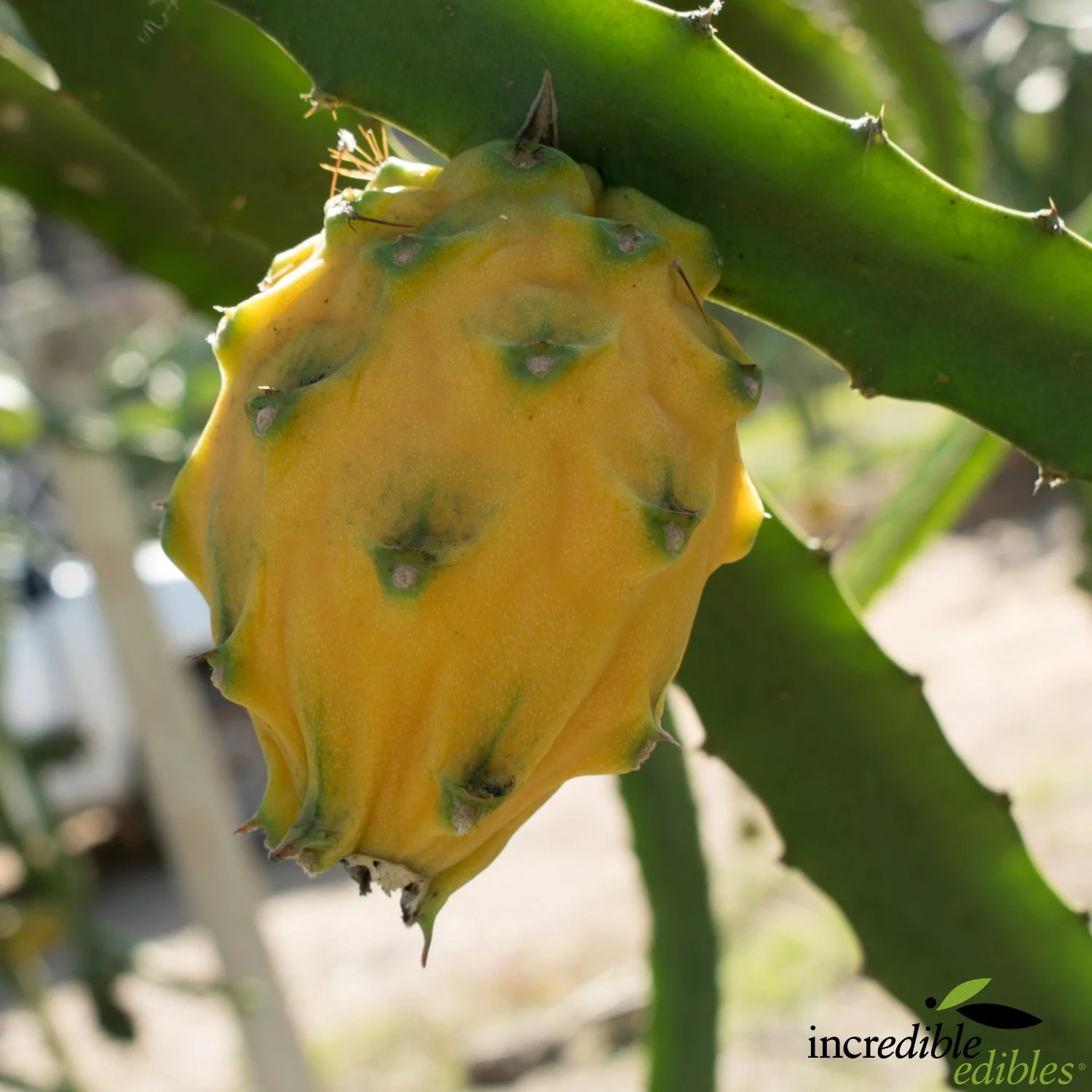 Dragonfruit yellow on plant.jpg