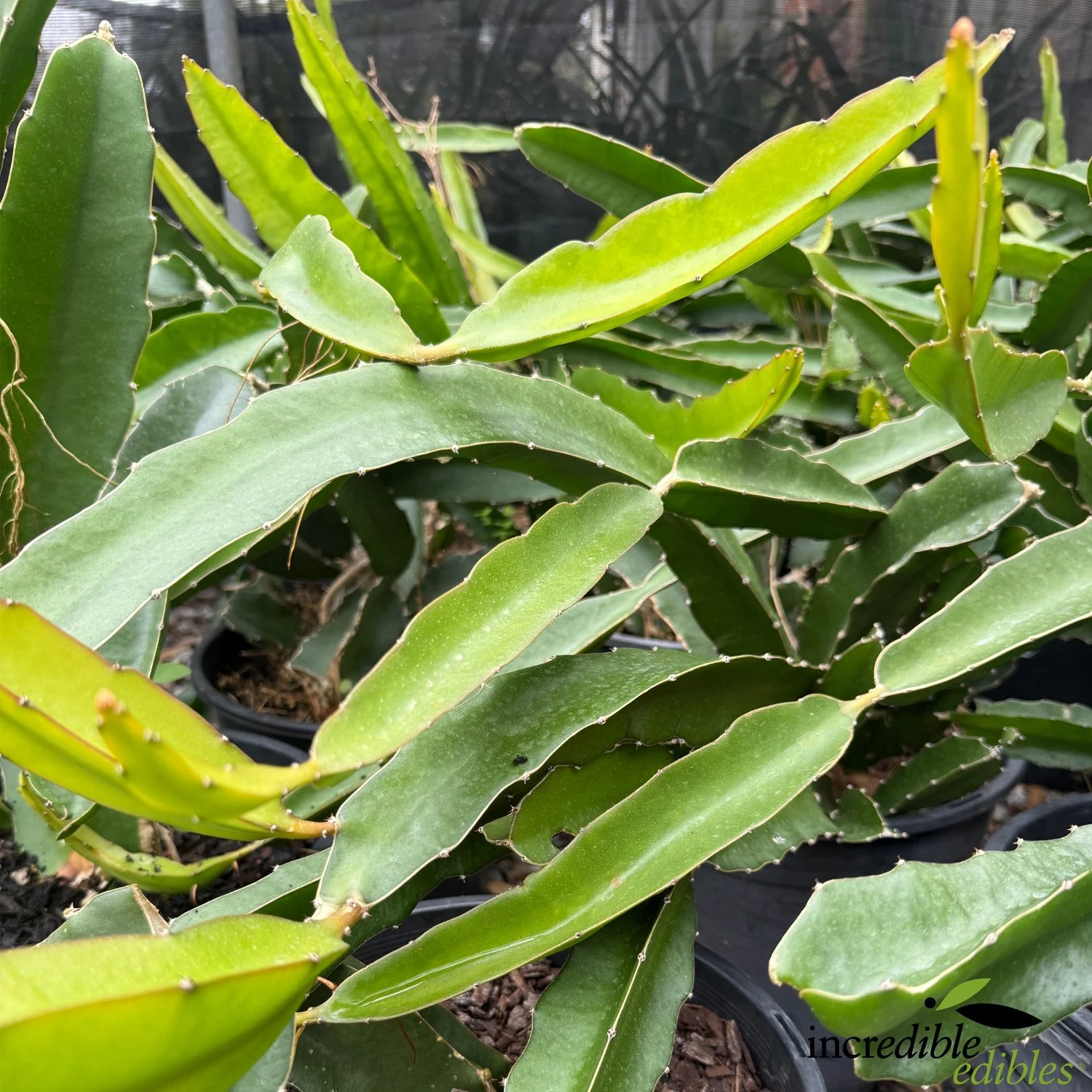 Dragon fruit in Nursery.jpg