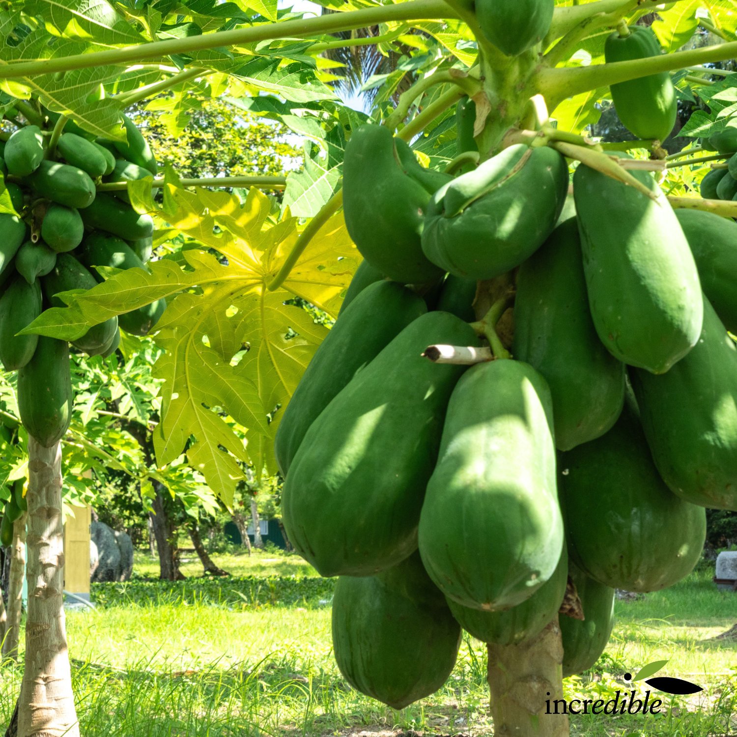 Paw Paw Fruit on Tree.jpg