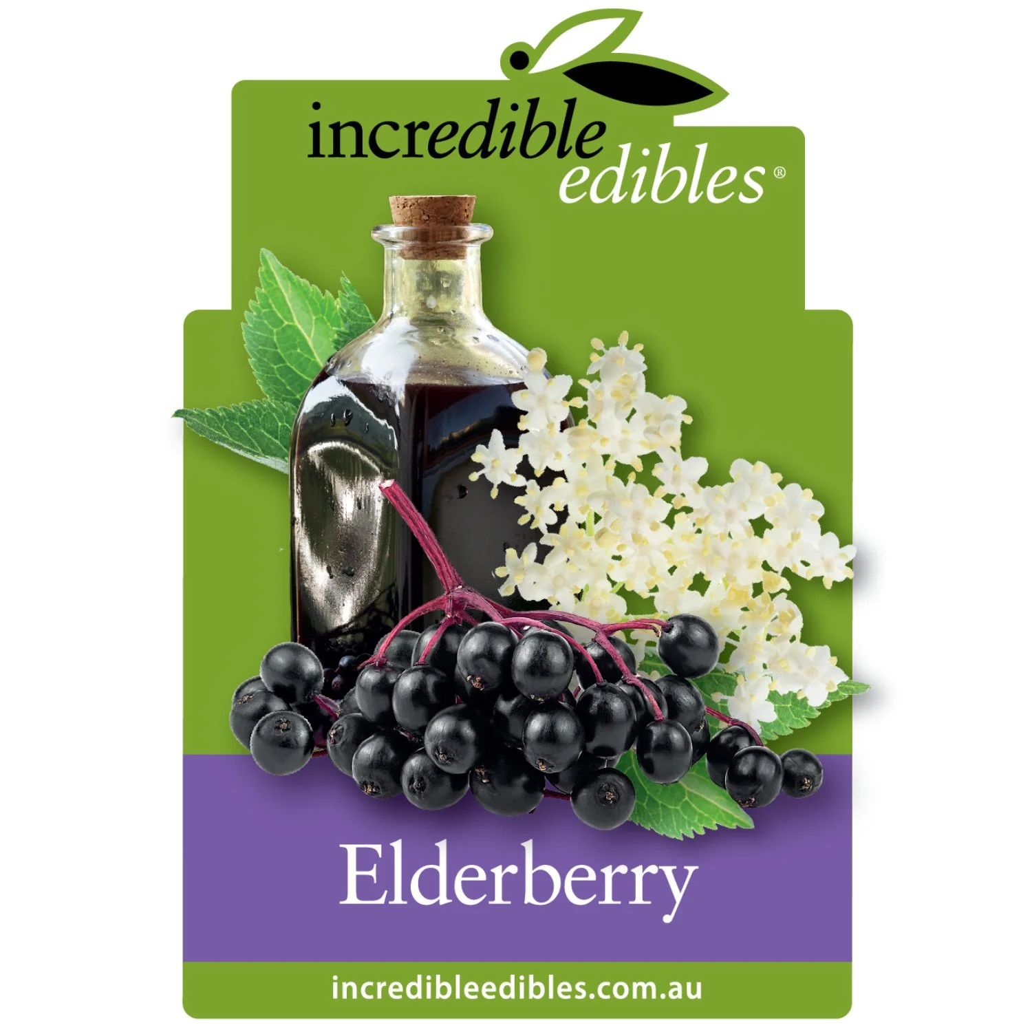 Elderberry