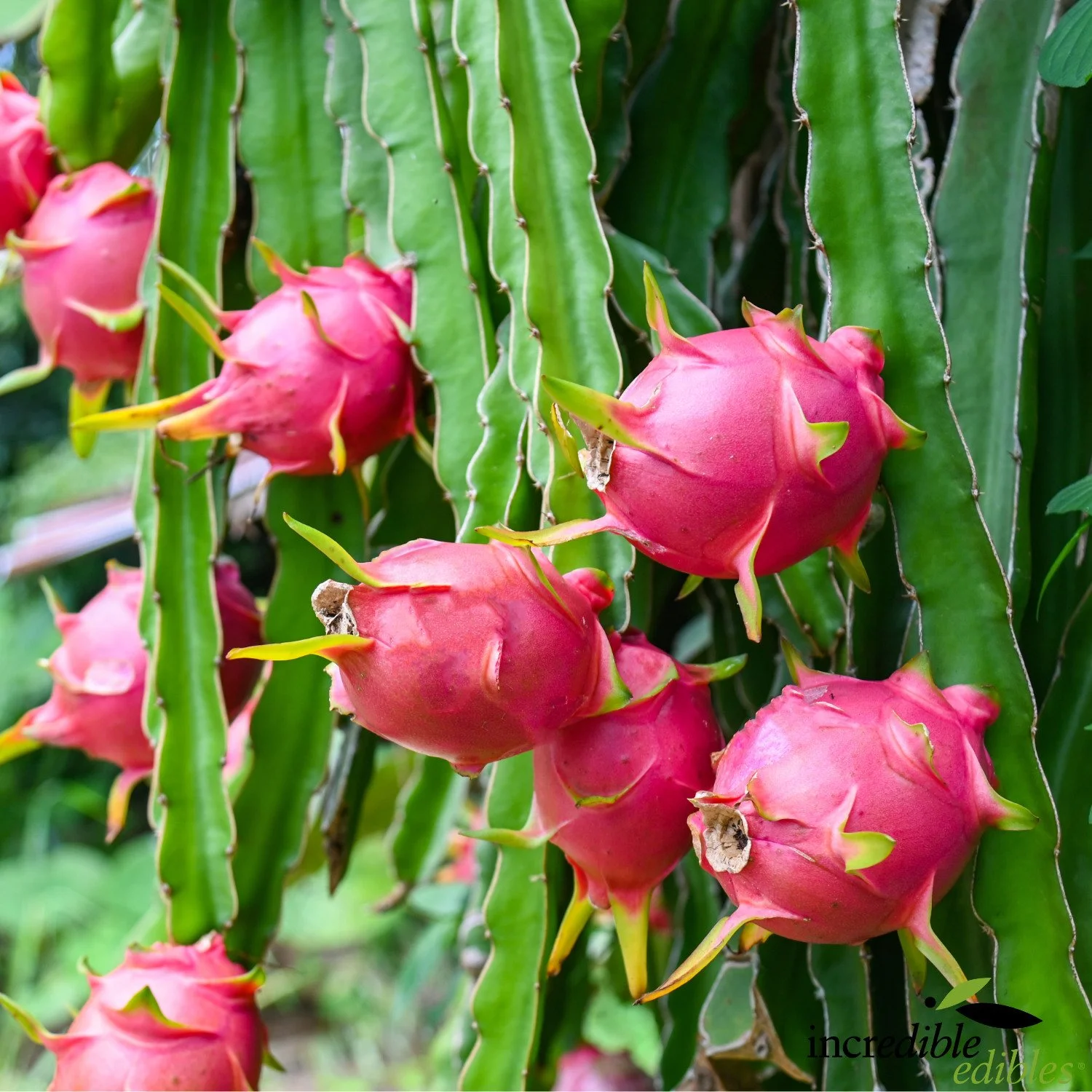 Dragonfruit red on plant.jpg