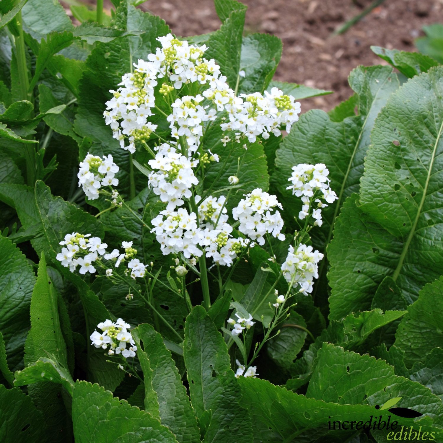 Horseradish plant in flower.jpg