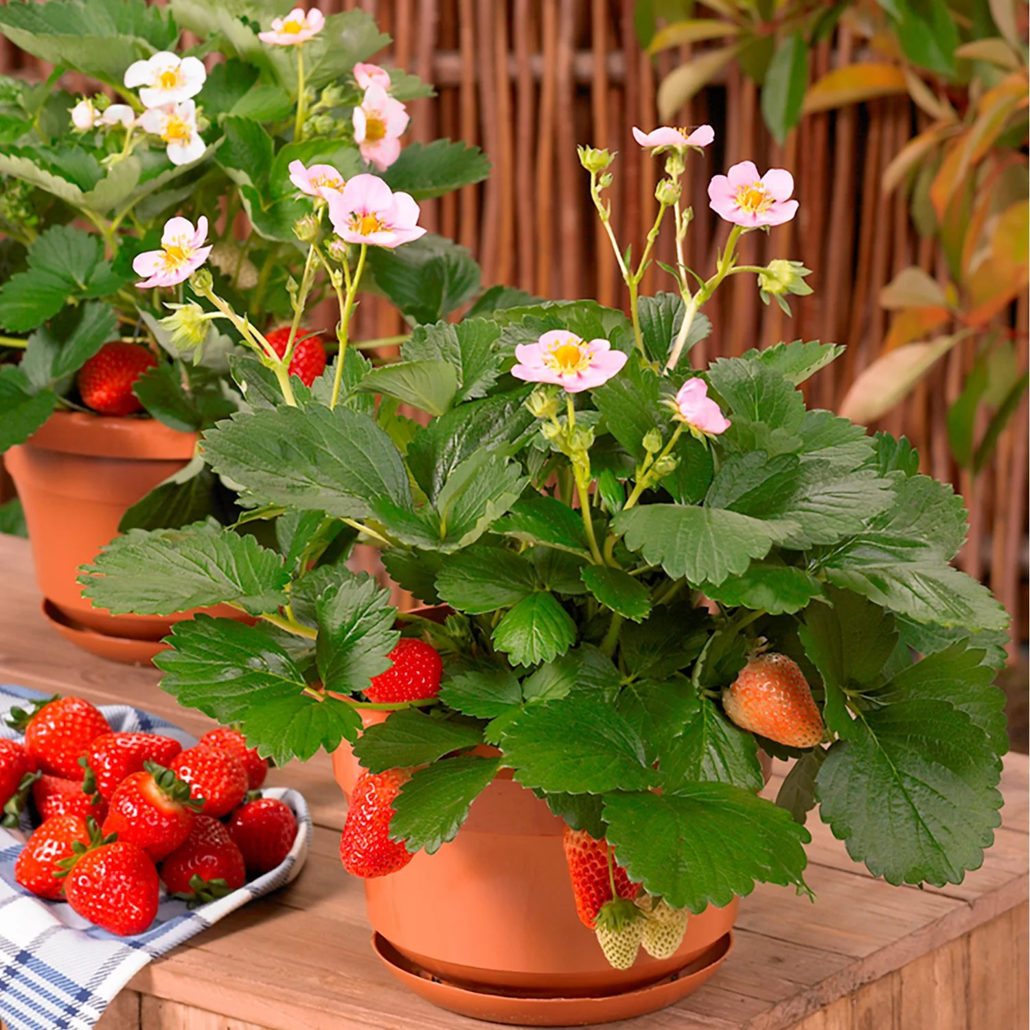Strawberry Merlan in pot with fruit.jpg