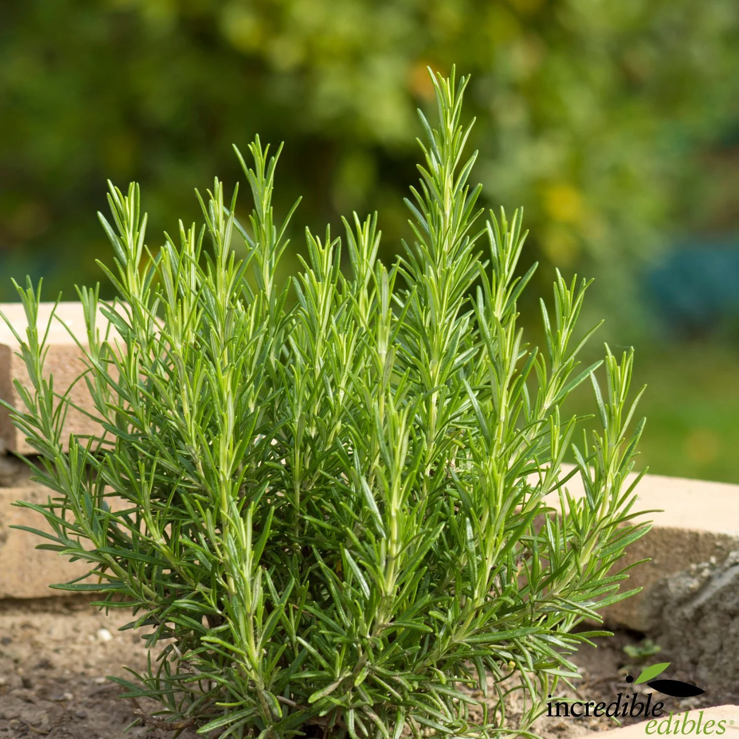 Rosemary plant.jpg