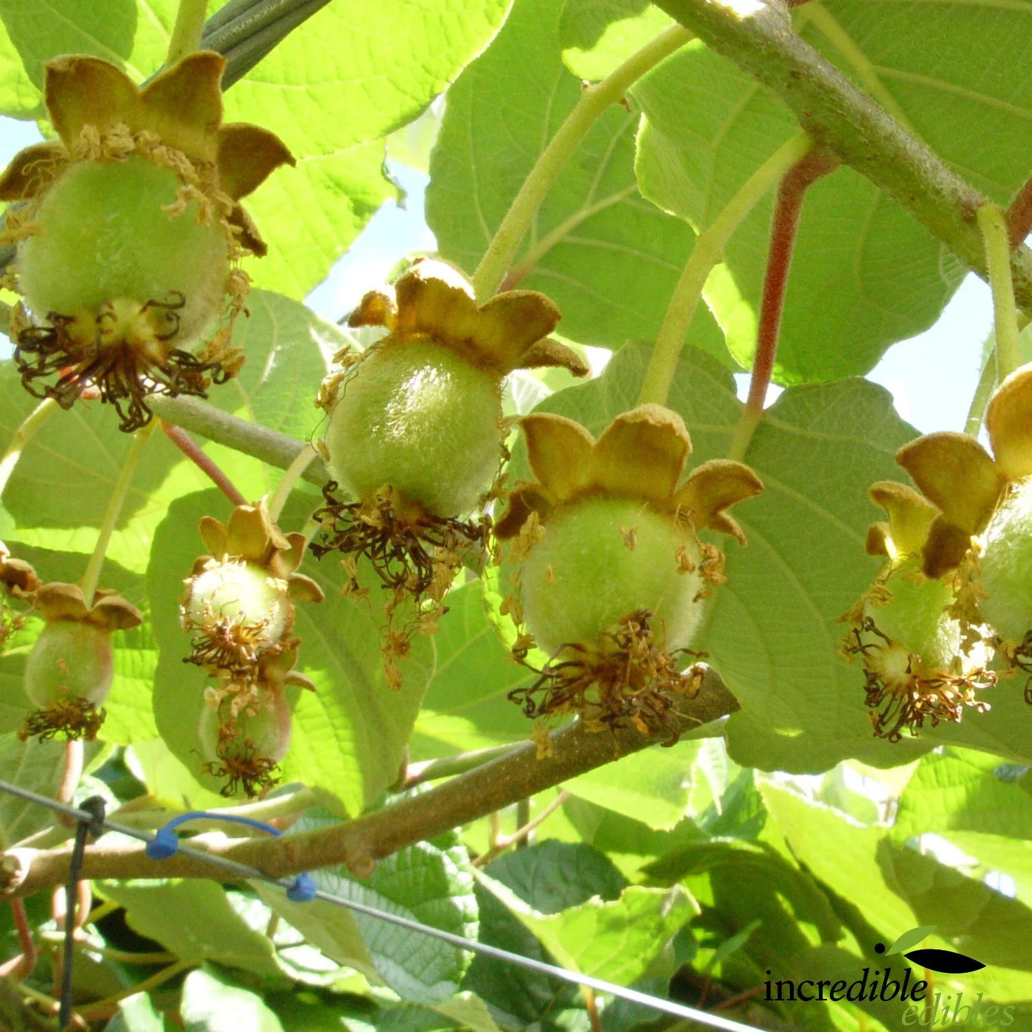 Kiwiberry fruit set on branch.jpg
