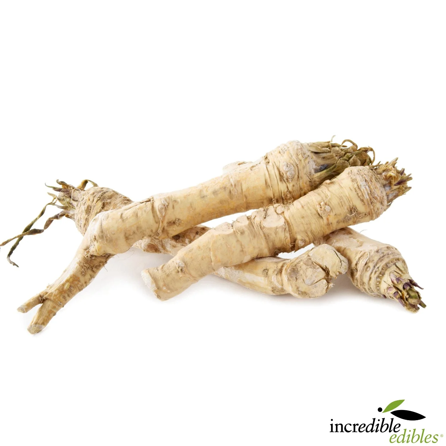 Horseradish roots plain background.jpg