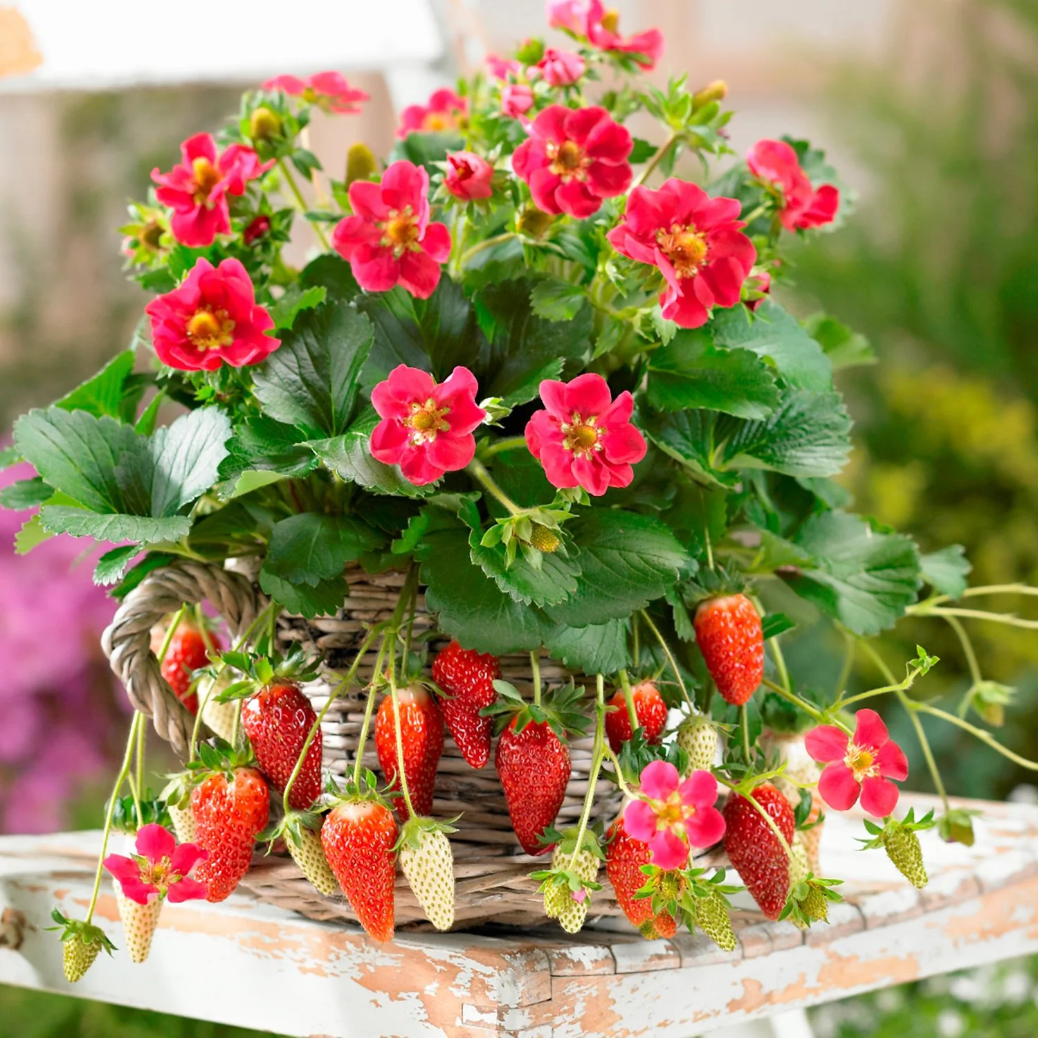 Strawberry Tristan in cane basket with fruit.jpg