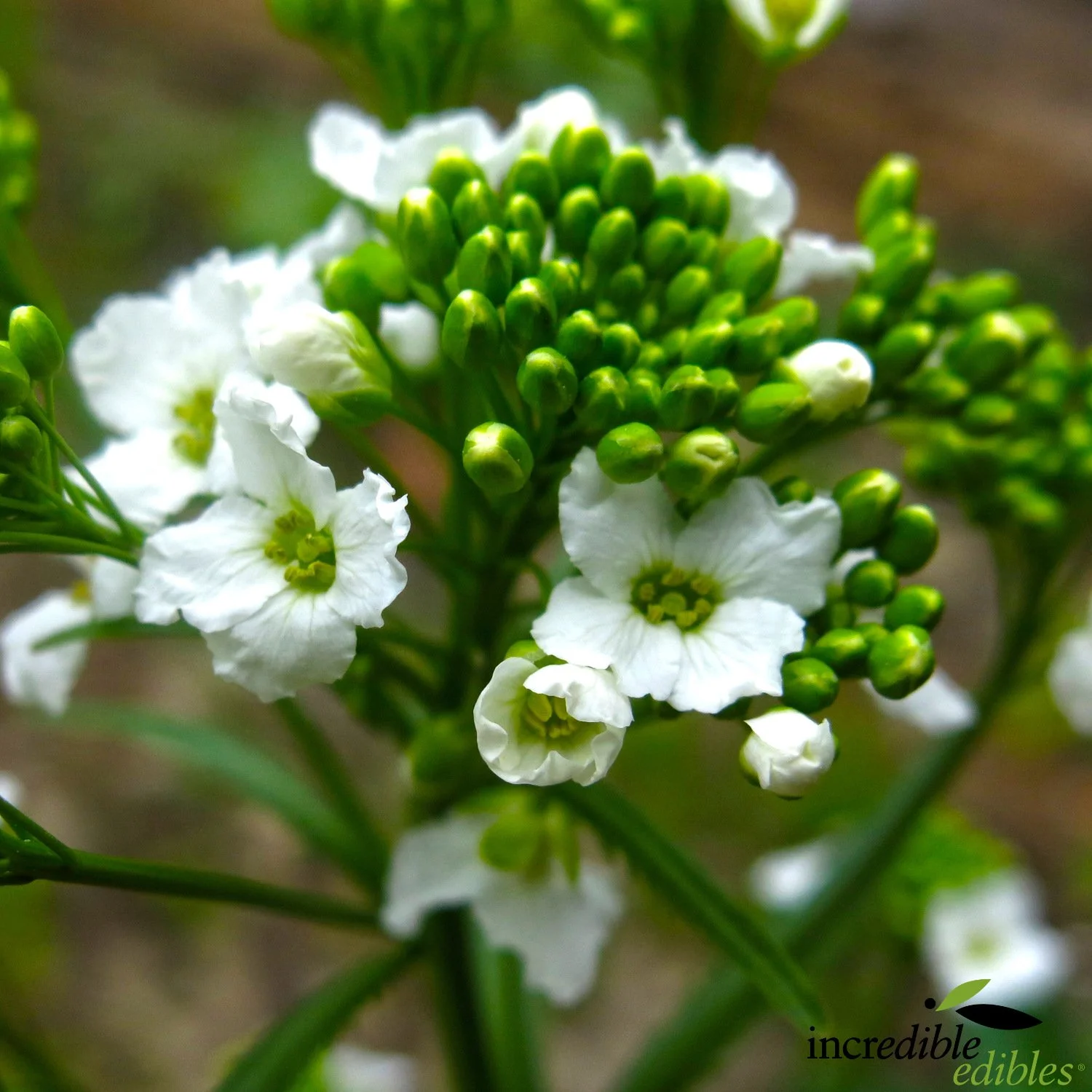 Horseradish flower closeup.jpg