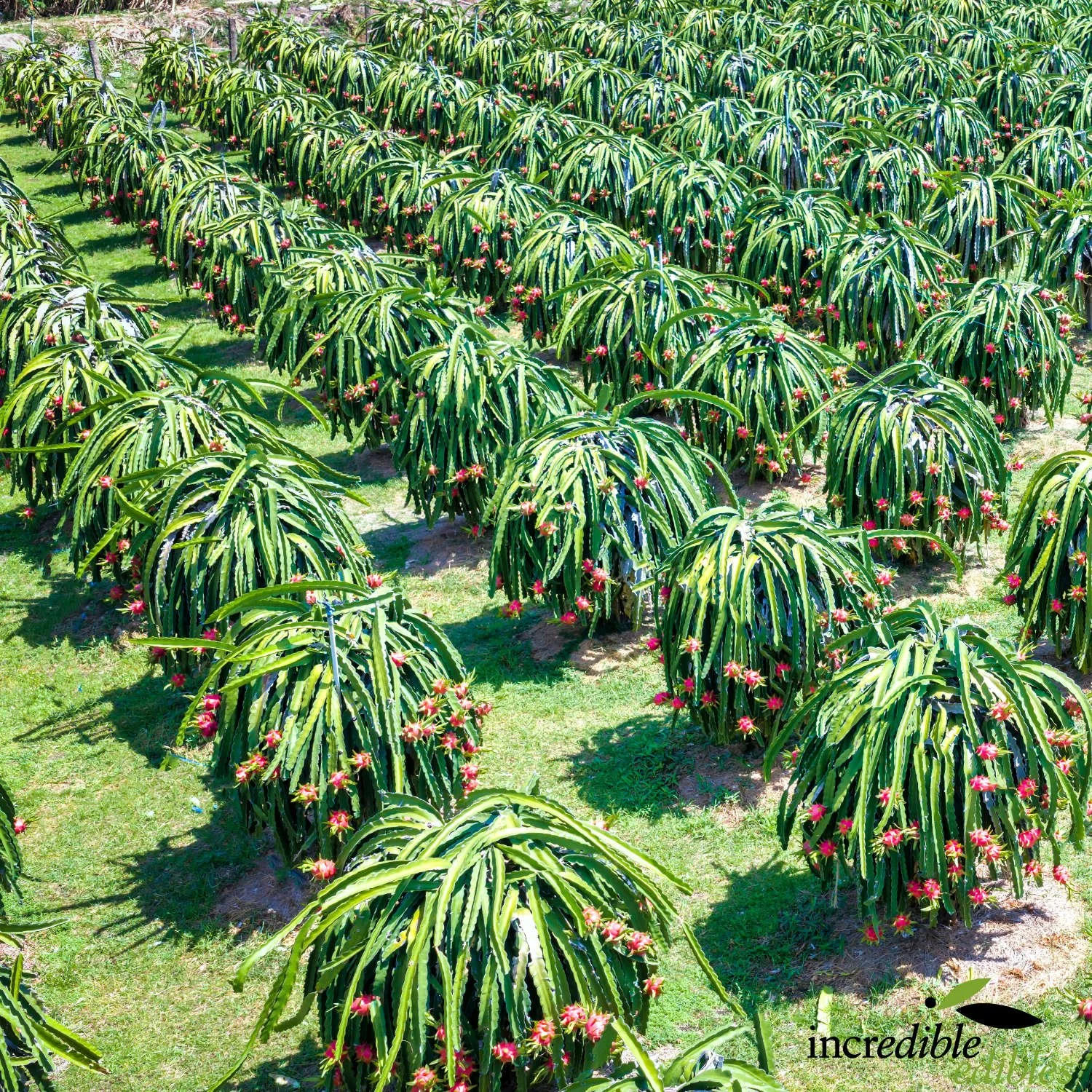 Dragonfruit plantation.jpg