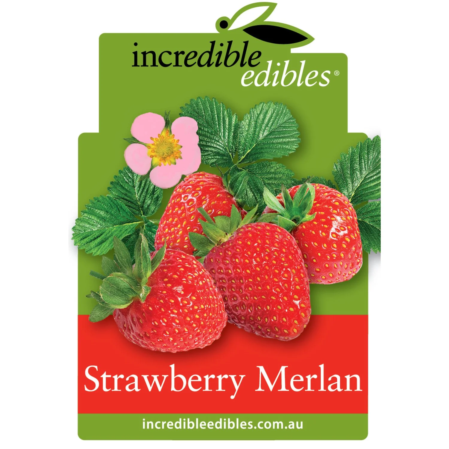 Strawberry 'Merlan'