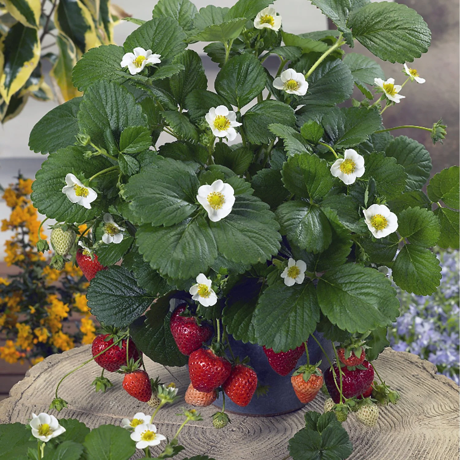 Strawberry Loran plant fruit and flower.jpg