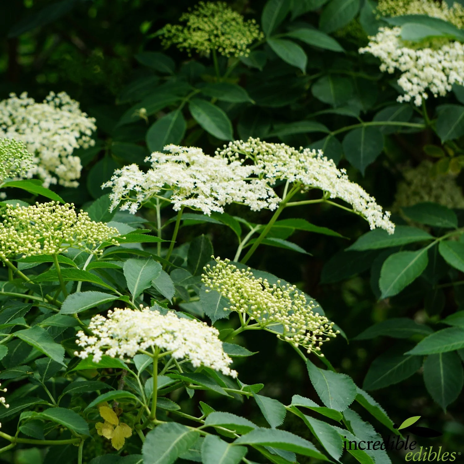 Elderberry bush and flowers.jpg