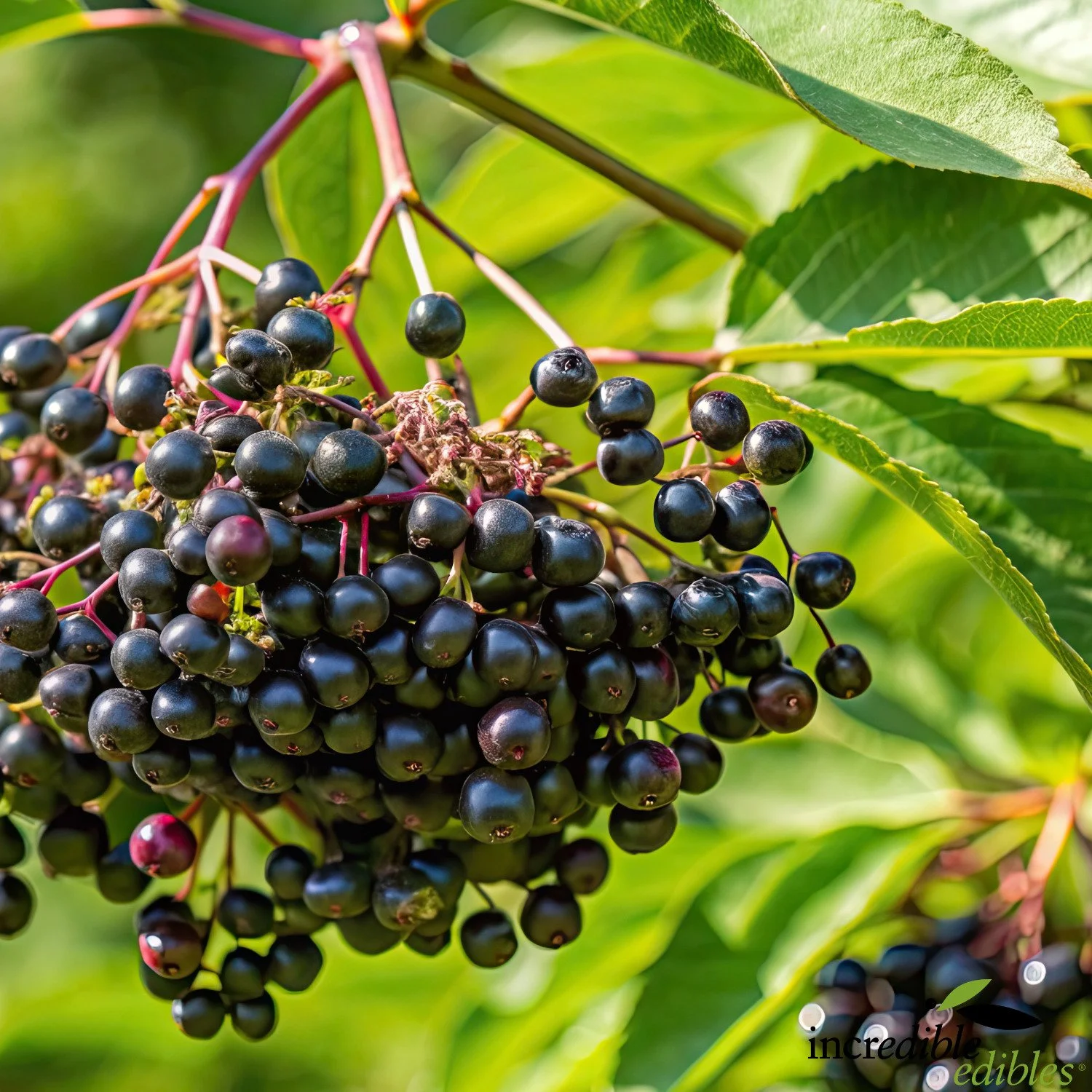 Elderberry berries closeup.jpg