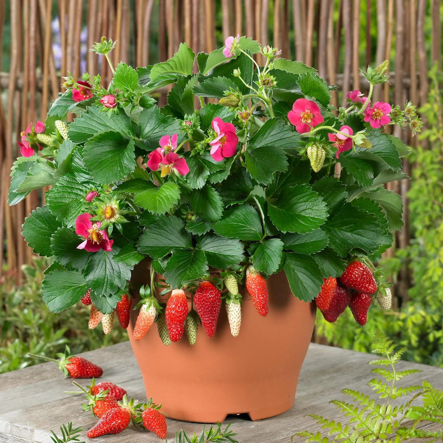 Strawberry Tristan in Terra pot with fruit.jpg