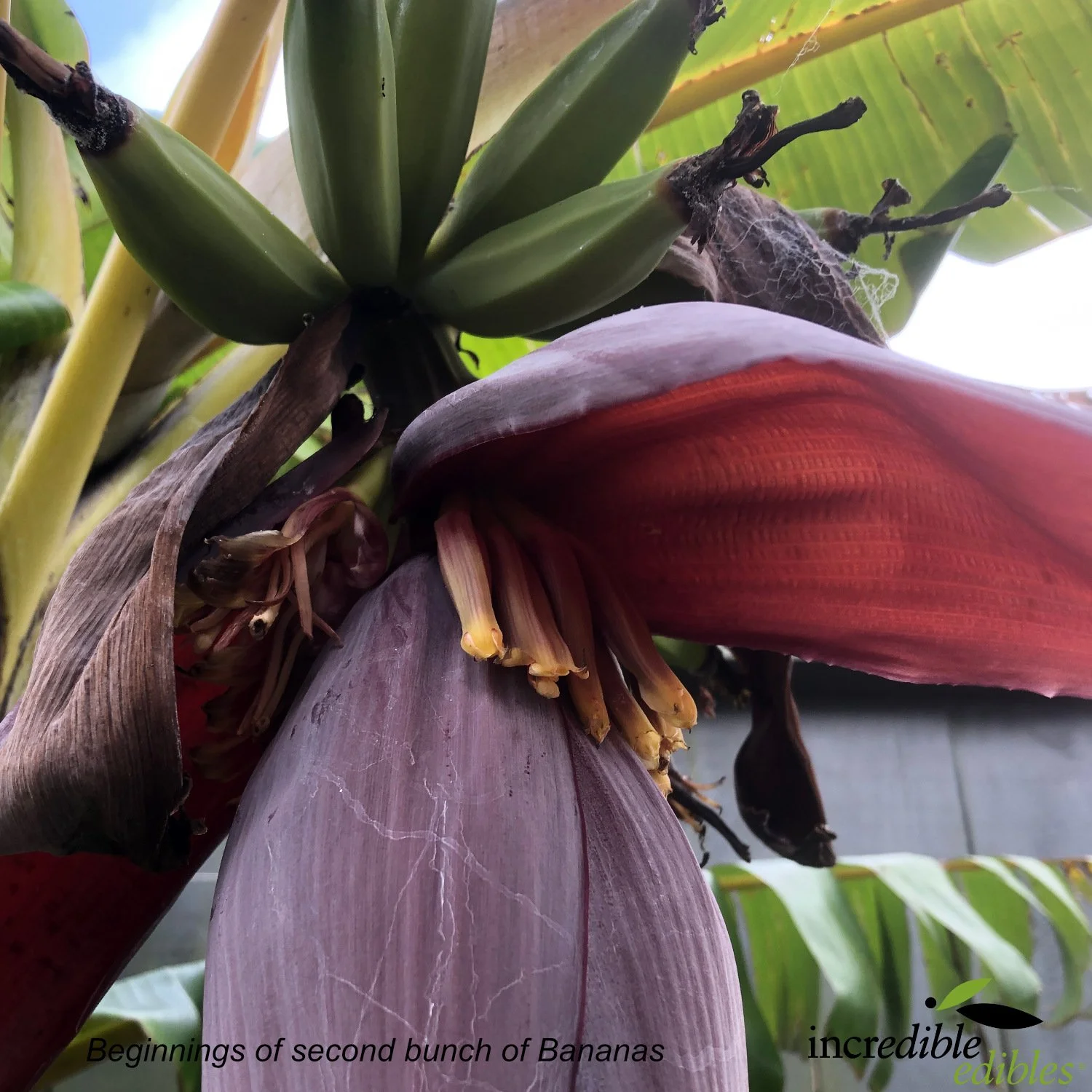 Banana start of second bunch.jpg