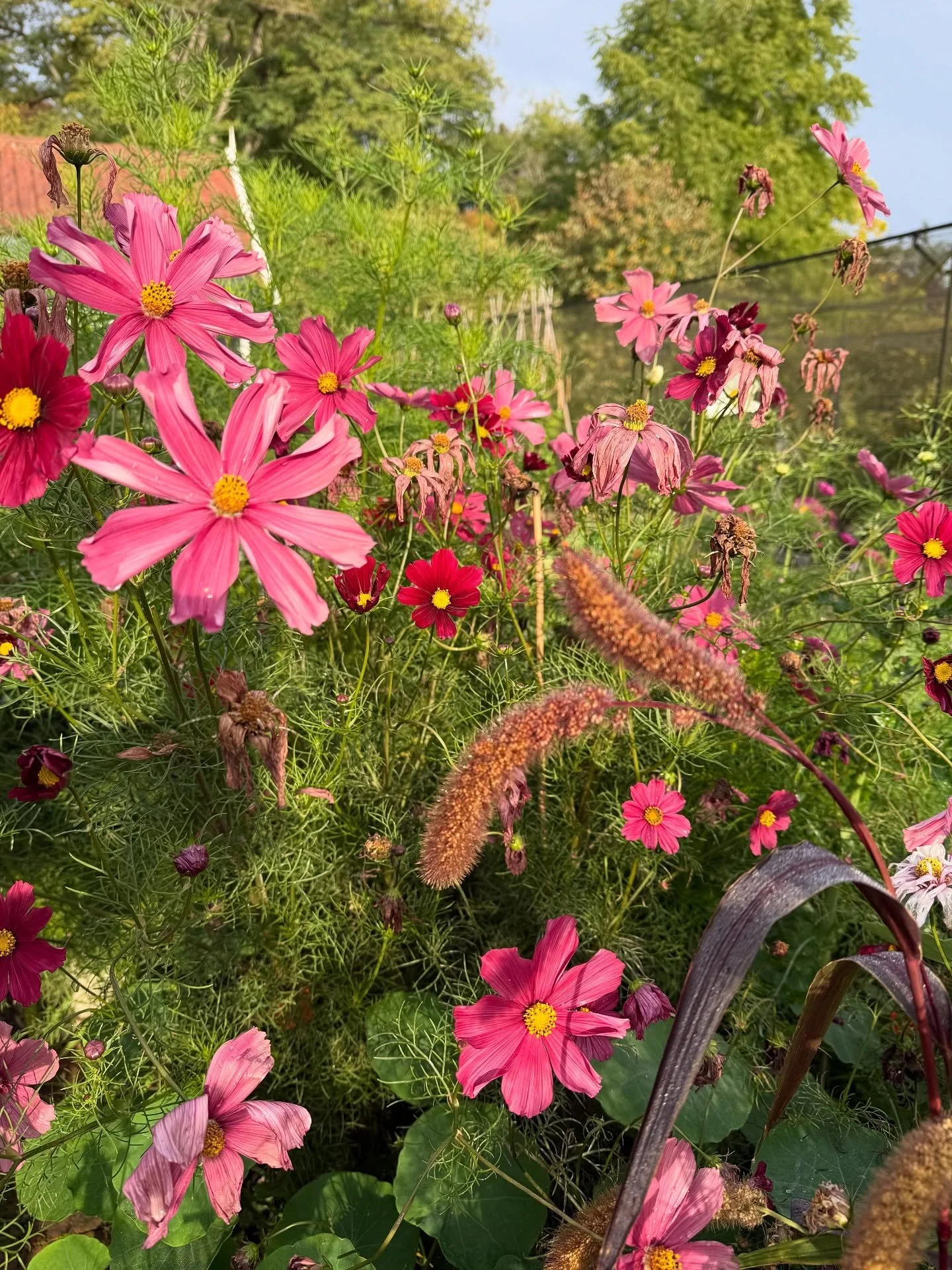 Work garden looking ✨

1.  Cosmos Rubenza and foxtail millet sown in spring in the cutting patch
2. Beautiful courtyard garden designed by @suetownsendgardendesign 
3. Autumn blowsiness from Japanese anemones
4. Astrantia, cut back in July, has been 