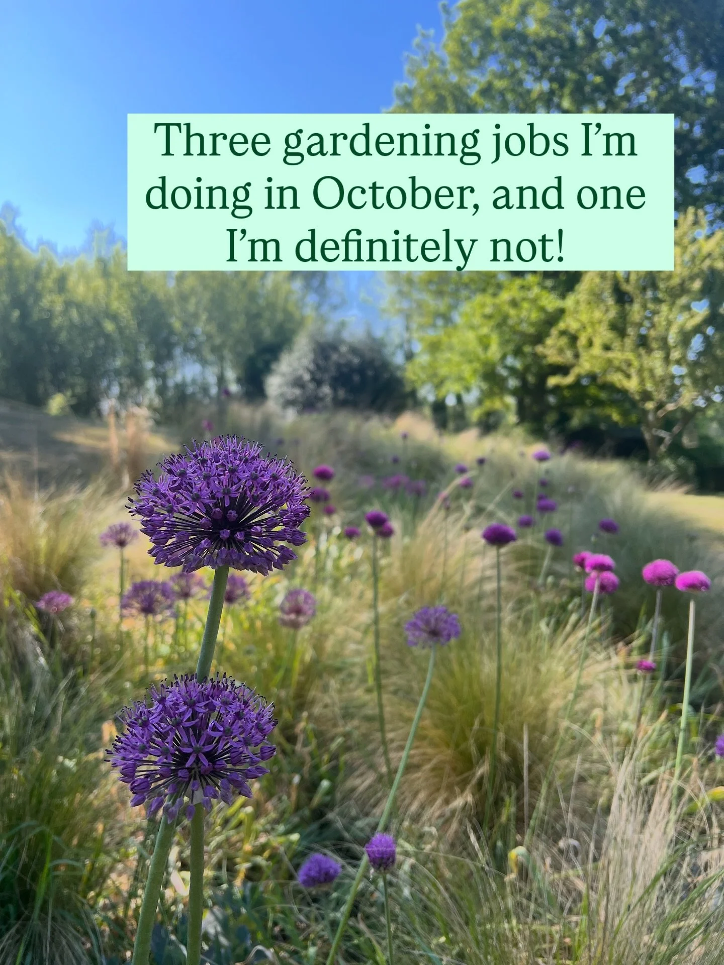 1. Planting allium bulbs - it&rsquo;s still too early to plant tulips though! 
2. Sowing sweet pea seeds, to overwinter for early blooms in May
3. Creating new borders - making more space for more plants in my own garden, lifting and dividing overly 