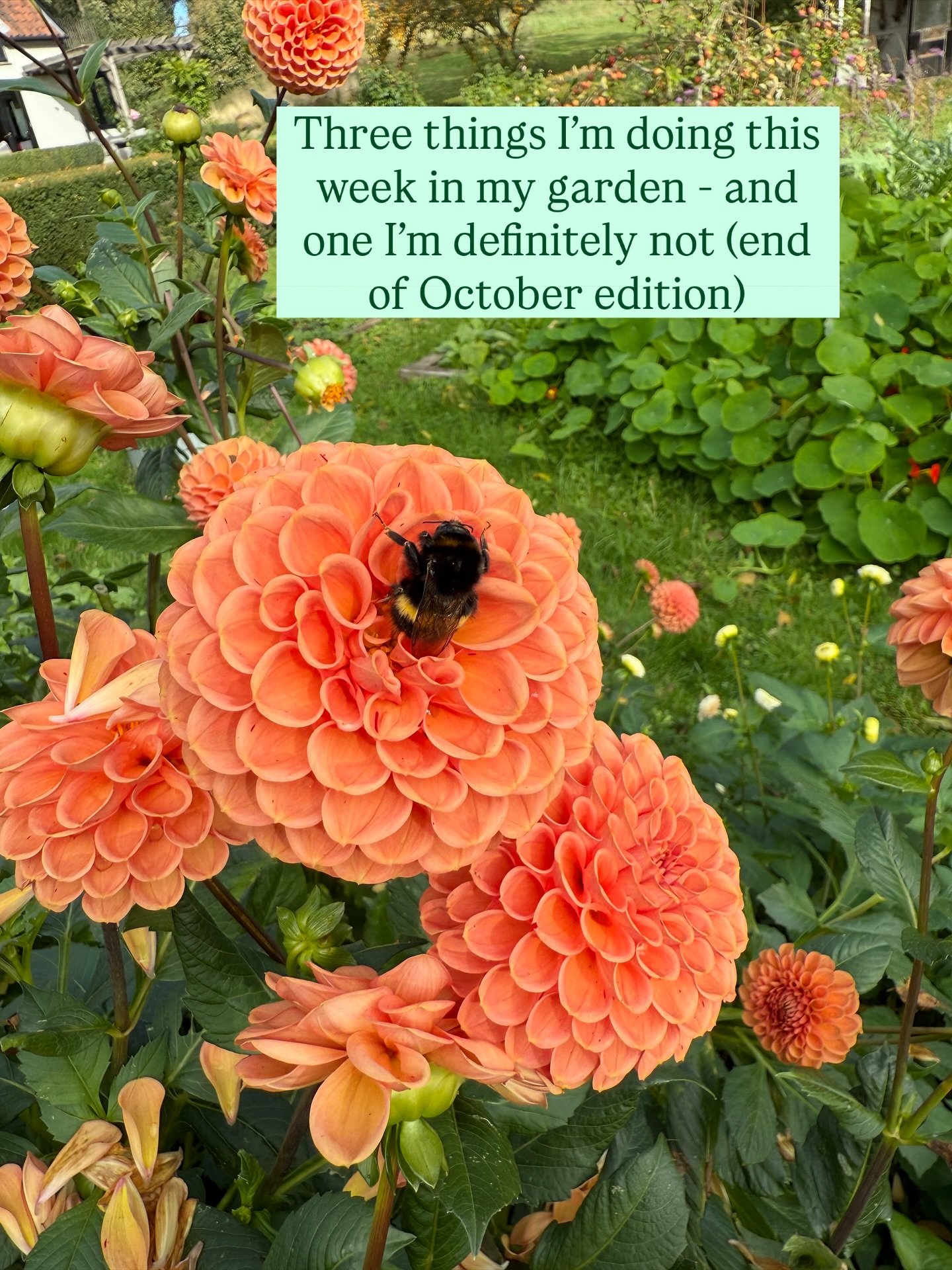 Three things I&rsquo;m doing this week in my garden:

1. Mulching - using whatever you can get your hands on. I&rsquo;m using a mixture of peat-free shop bought mulch and homemade this year, but if you don&rsquo;t have access to large amounts, priori