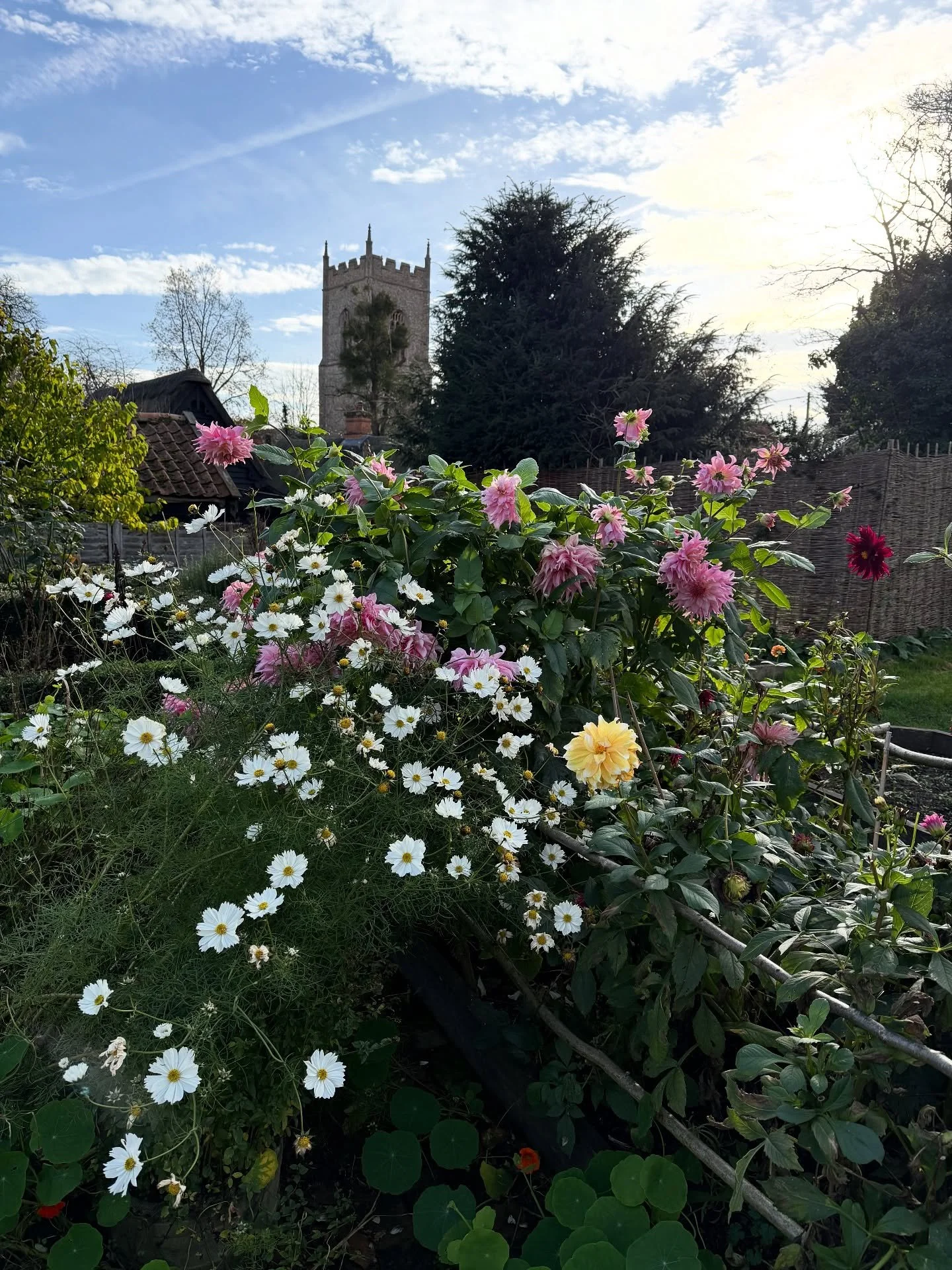 Late autumn snippets from my client&rsquo;s garden on this glorious November morning. Getting ready for the temperatures to start dropping next week, so savouring every moment!