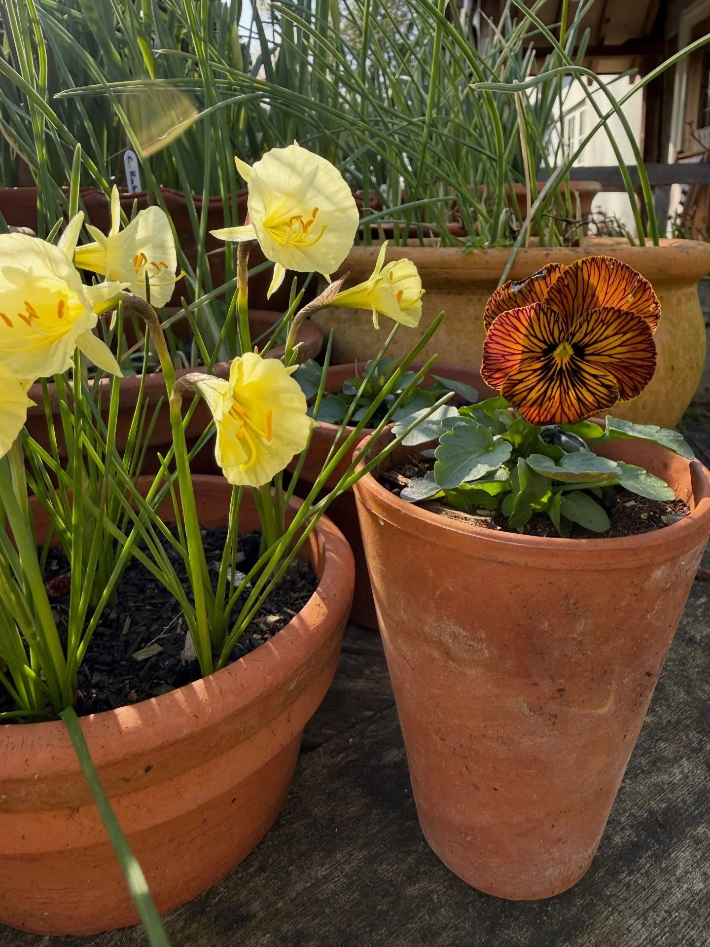 So pleased to finally see these Narcissi &lsquo;Arctic Bells&rsquo; which are very late to the party, as I think I may have planted these in January. Better late than never! Joined by seed grown Viola &lsquo;Tiger Eye Red&rsquo;, one of my favourites